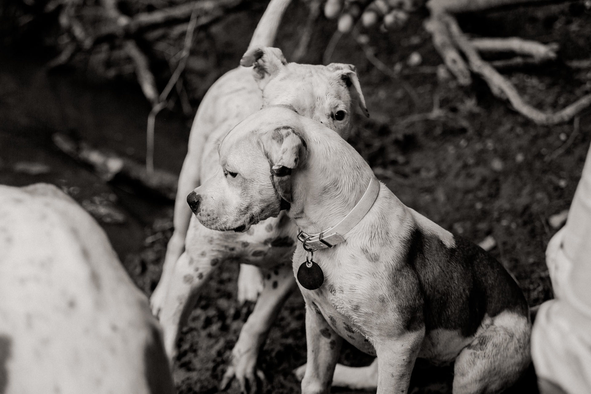 Tierfotograf Hunde Stuttgart-11 Hundefotograf Stuttgart-tierfotos Ludwigsburg-Haustierportraits-welpenspiele-zwei Hunde Besitzer-welpen geschwister-enzauen