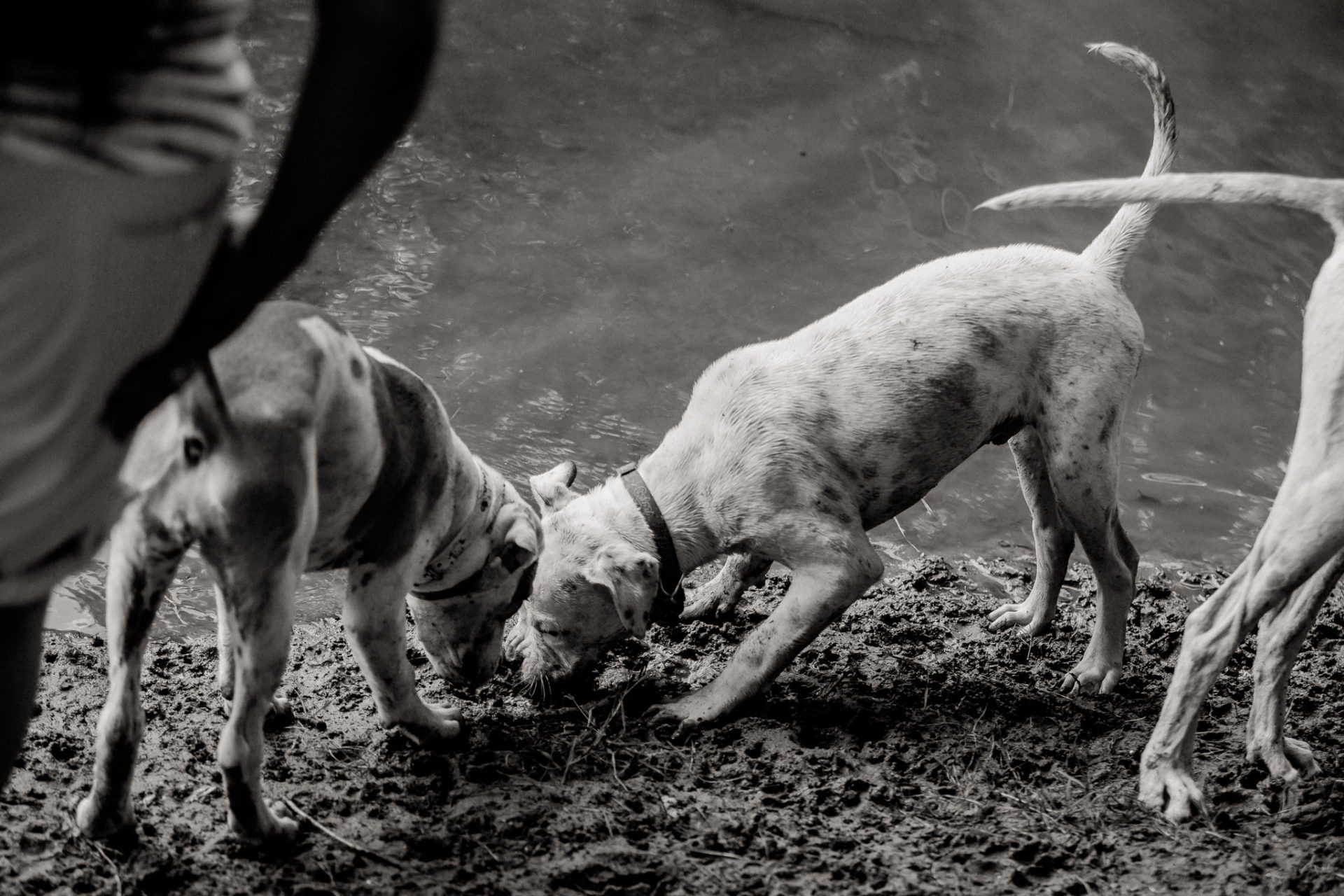 Tierfotograf Hunde Stuttgart-12 Hundefotograf Stuttgart-tierfotos Ludwigsburg-Haustierportraits-welpenspiele-zwei Hunde Besitzer-welpen geschwister-enzauen
