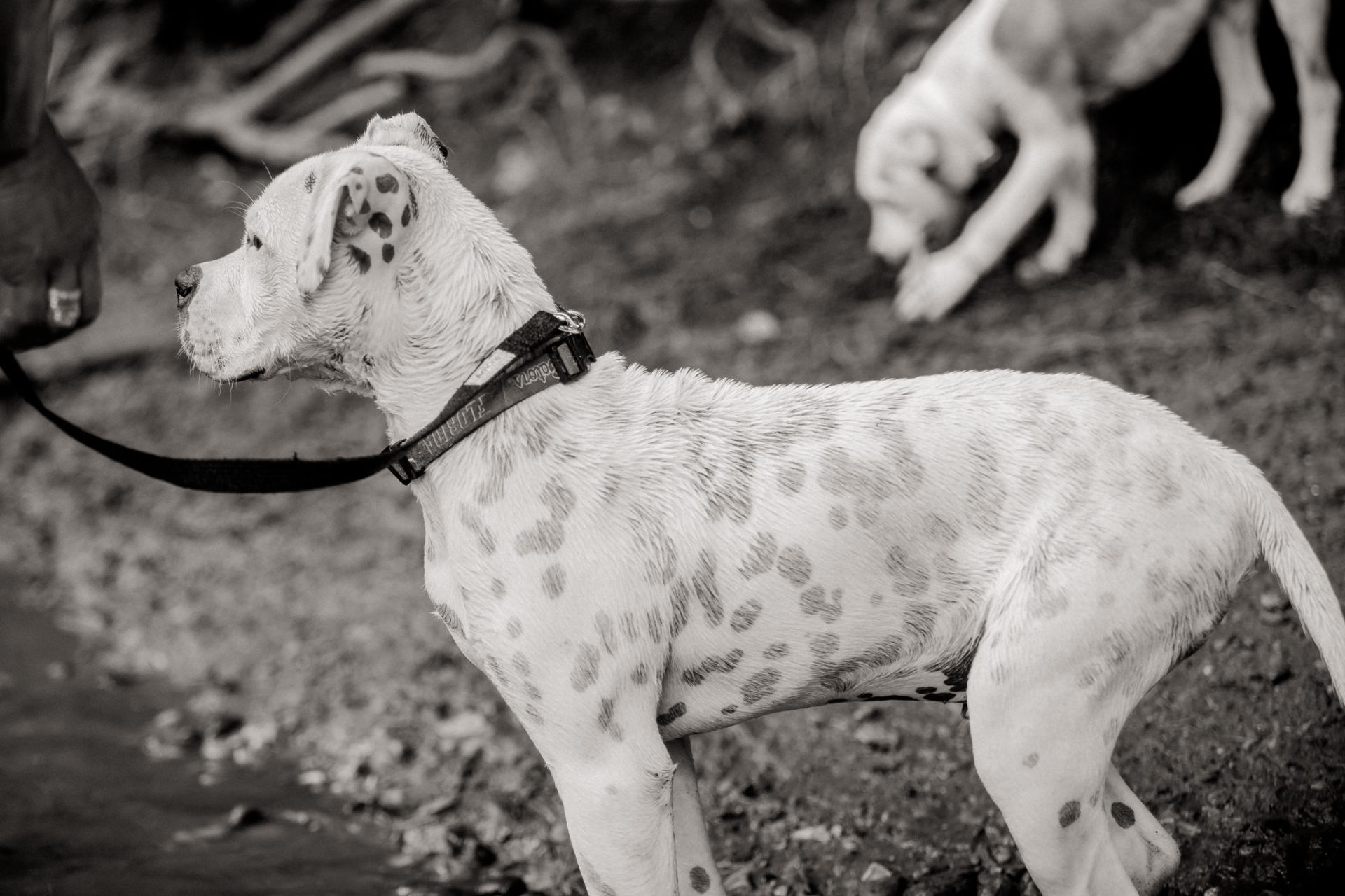 Tierfotograf Hunde Stuttgart-13 Hundefotograf Stuttgart-tierfotos Ludwigsburg-Haustierportraits-welpenspiele-zwei Hunde Besitzer