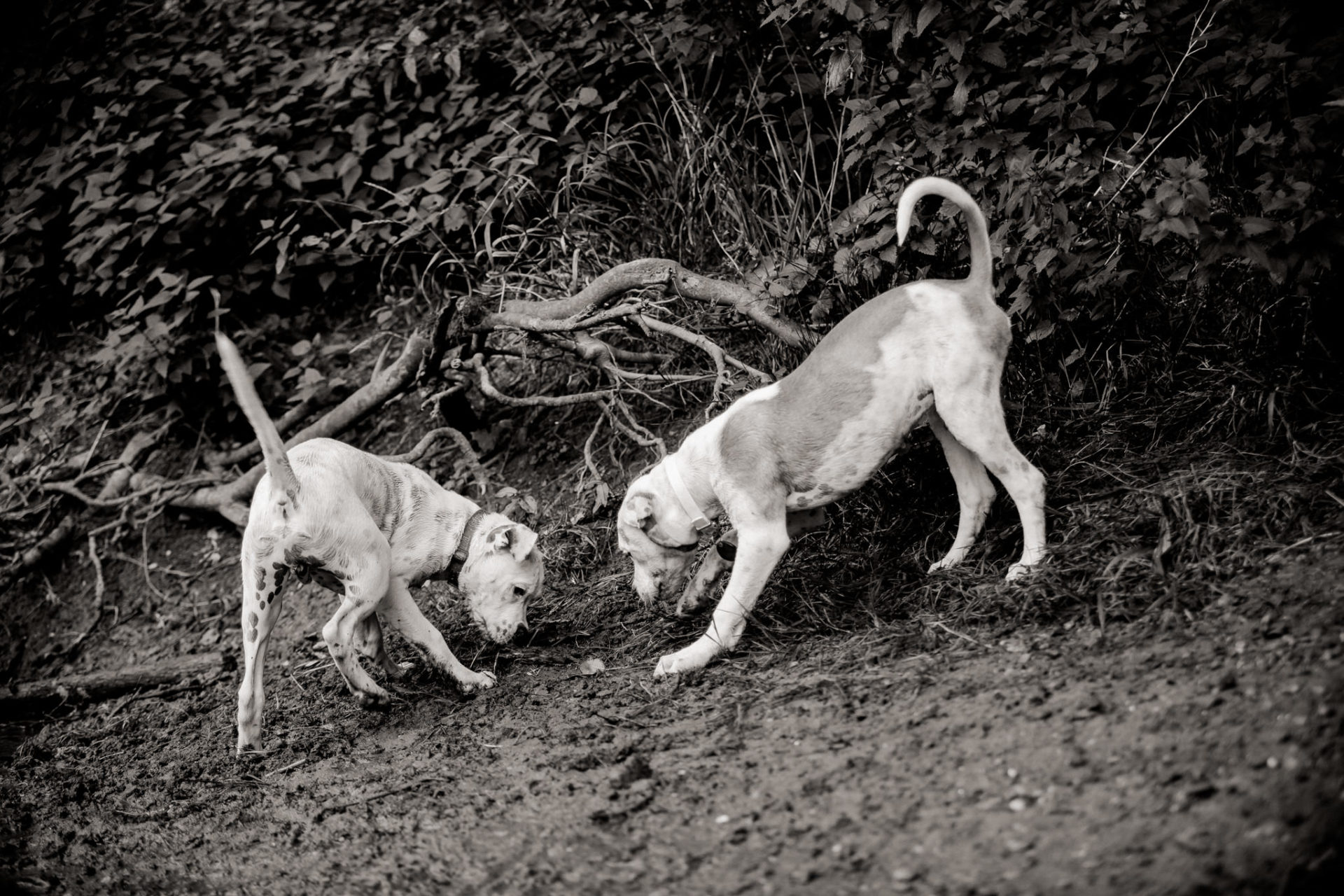 Tierfotograf Hunde Stuttgart-14 Hundefotograf Stuttgart-tierfotos Ludwigsburg-Haustierportraits-welpenspiele-zwei Hunde Besitzer
