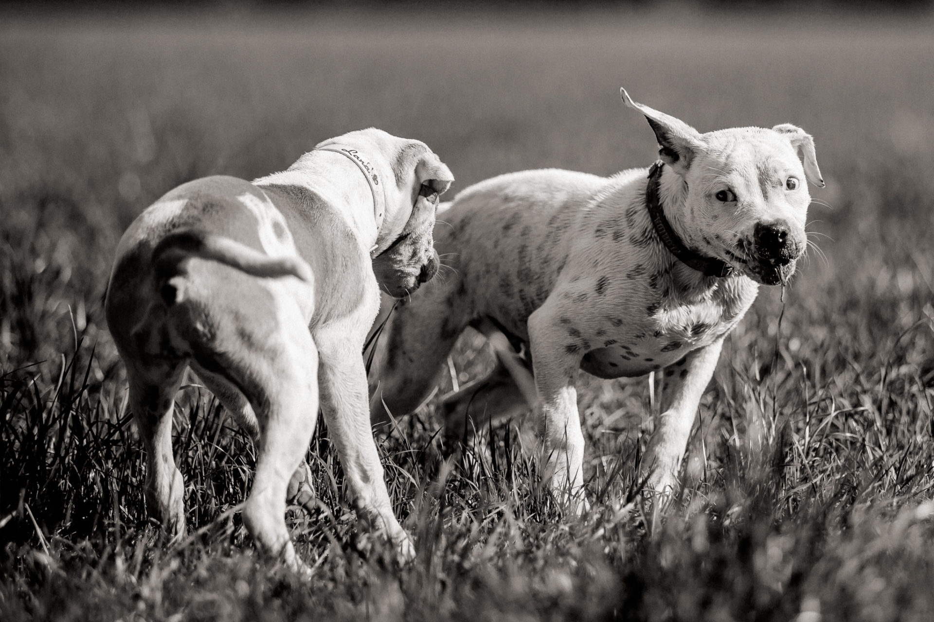 Tierfotograf Hunde Stuttgart-15 Hundefotograf Stuttgart-tierfotos Ludwigsburg-Haustierportraits-welpenspiele-zwei Hunde Besitzer