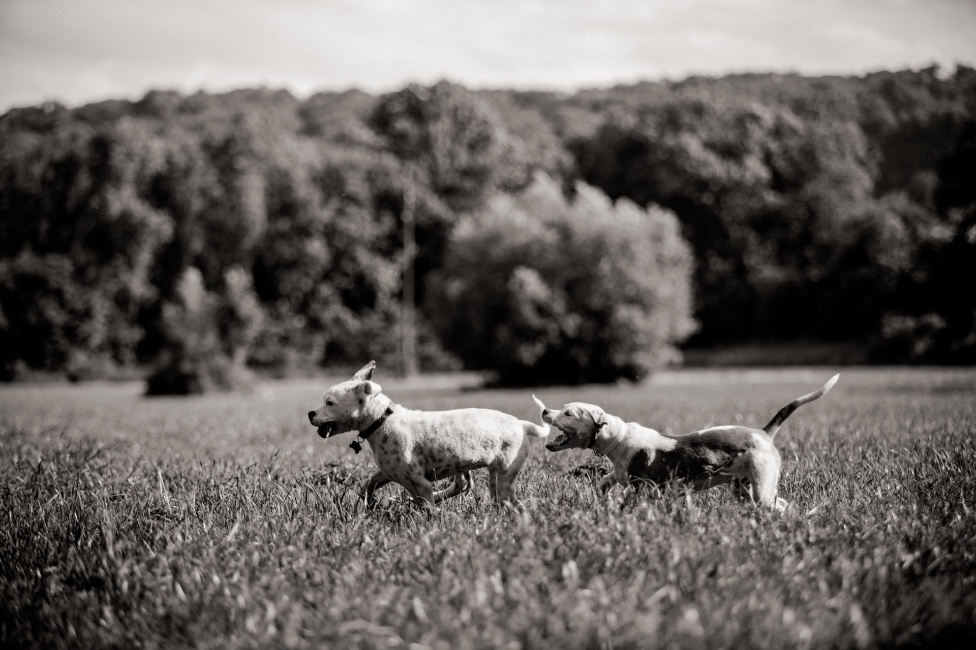 Tierfotograf Hunde Stuttgart-16 Hundefotograf Stuttgart-tierfotos Ludwigsburg-Haustierportraits-welpenspiele-zwei Hunde Besitzer