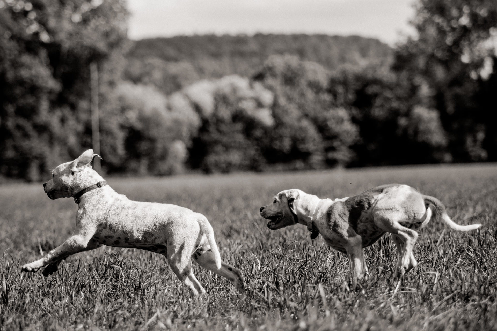 Tierfotograf Hunde Stuttgart-17 Hundefotograf Stuttgart-tierfotos Ludwigsburg-Haustierportraits-welpenspiele-zwei Hunde Besitzer