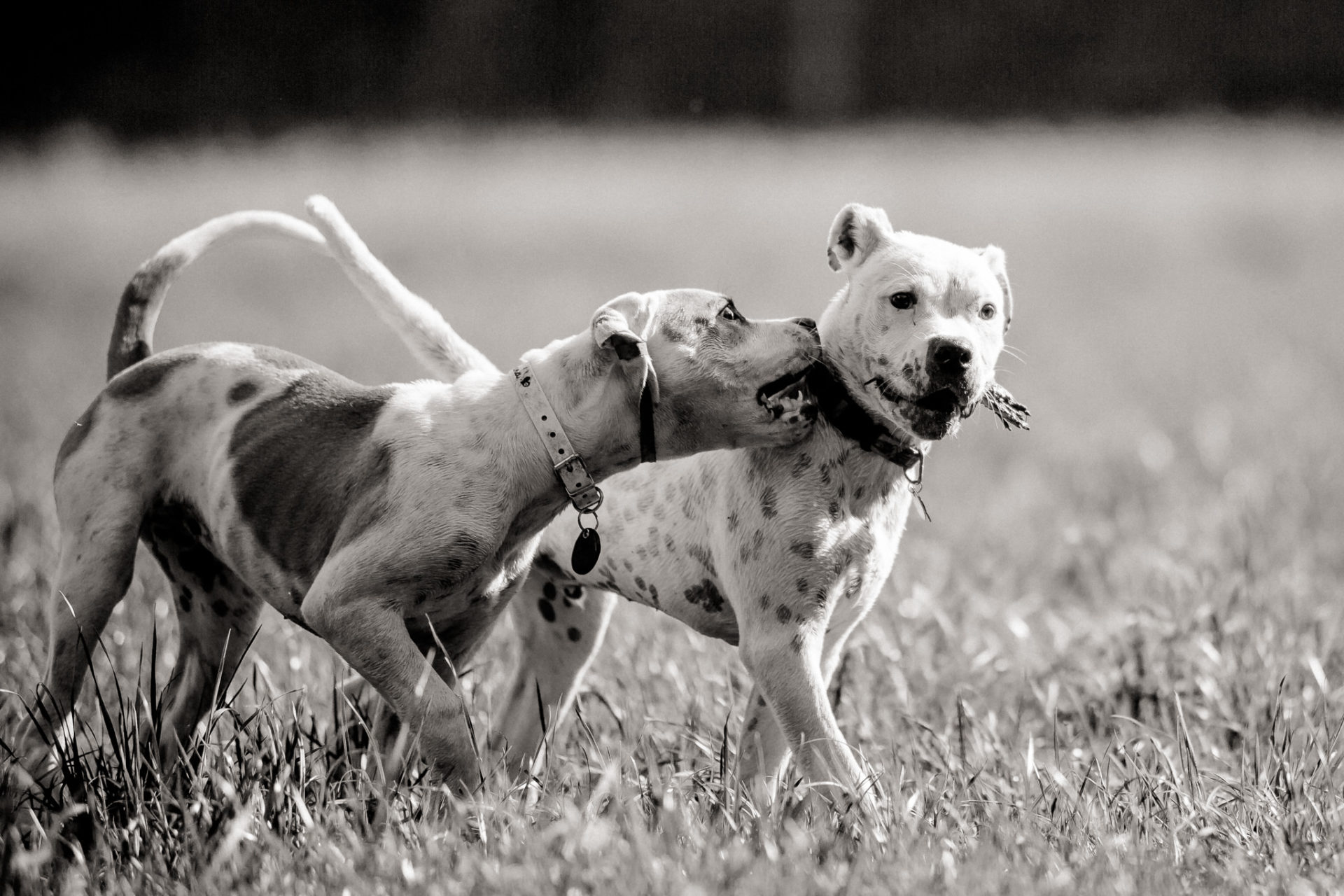 Tierfotograf Hunde Stuttgart-18 Hundefotograf Stuttgart-tierfotos Ludwigsburg-Haustierportraits-american Bulldog Welpe-Proud heroes kennel-welpenerziehung
