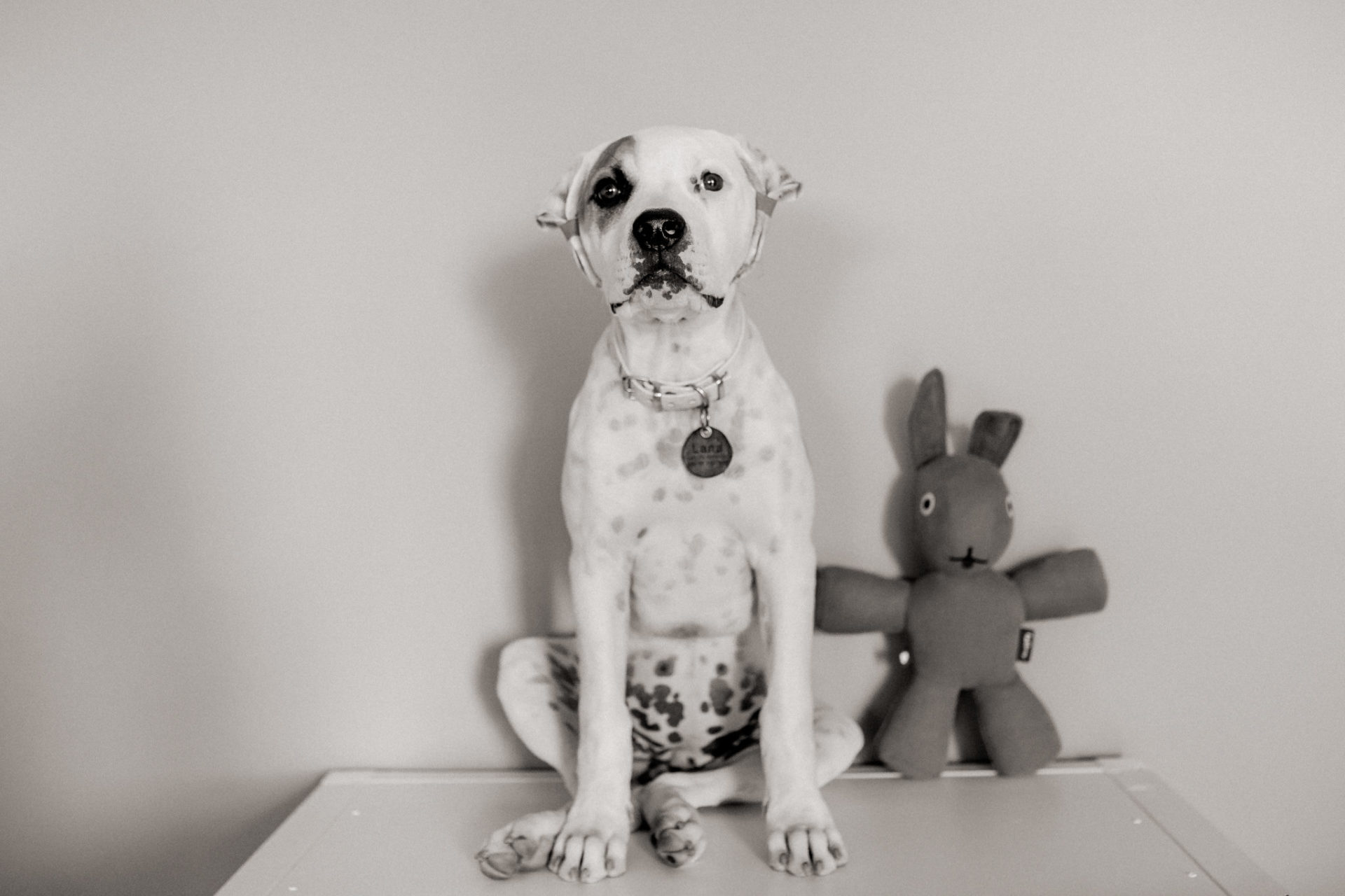 Tierfotograf Hunde Stuttgart-19 Hundefotograf Stuttgart-tierfotos Ludwigsburg-Haustierportraits-american Bulldog Welte-Proud heroes kennel-welpenerziehung