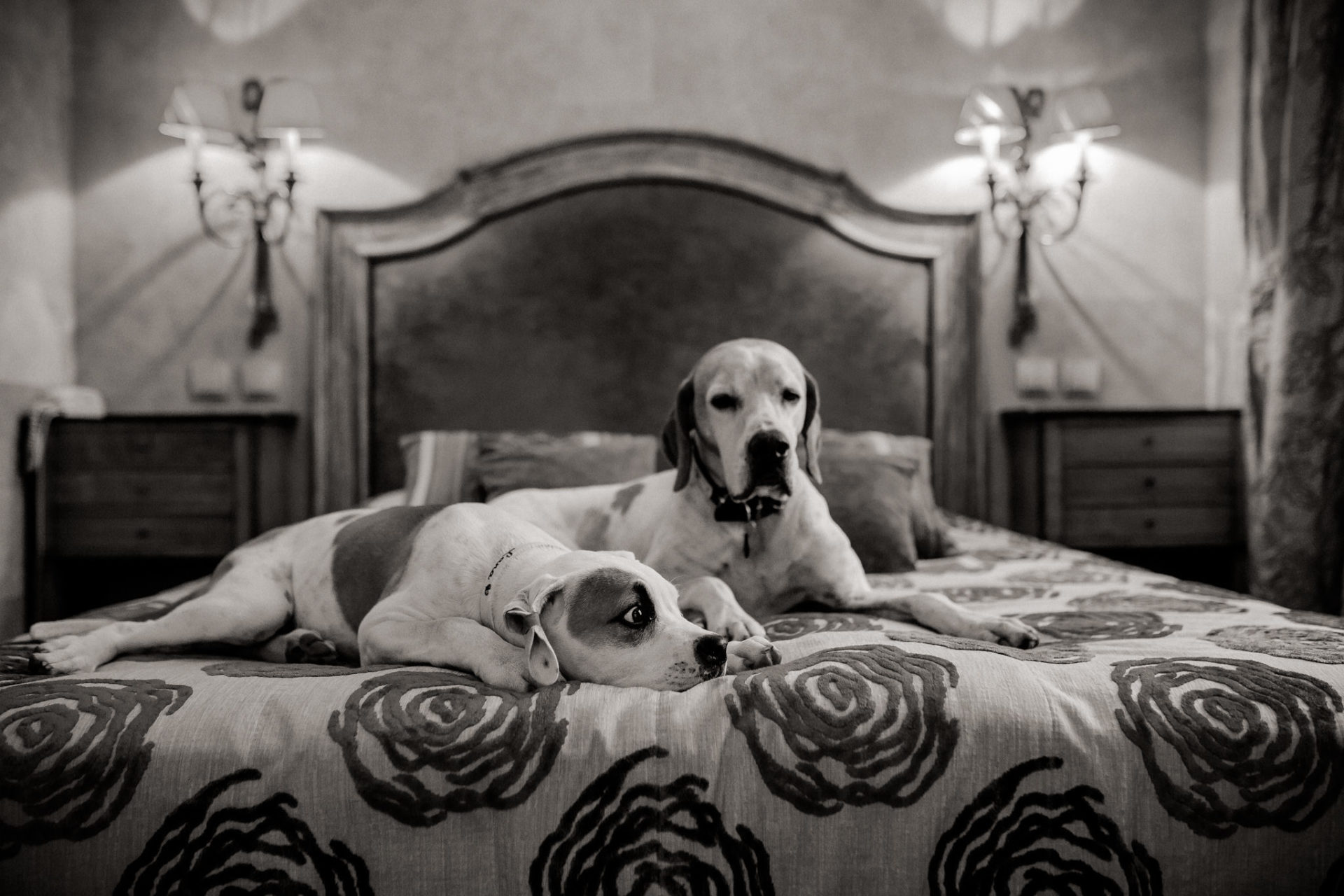 Tierfotograf Hunde Stuttgart-2 Hundefotograf Stuttgart-tierfotos Ludwigsburg-Haustierportraits-Hund im Hotel-Frankreich mit Haustier-reisen mit Hund