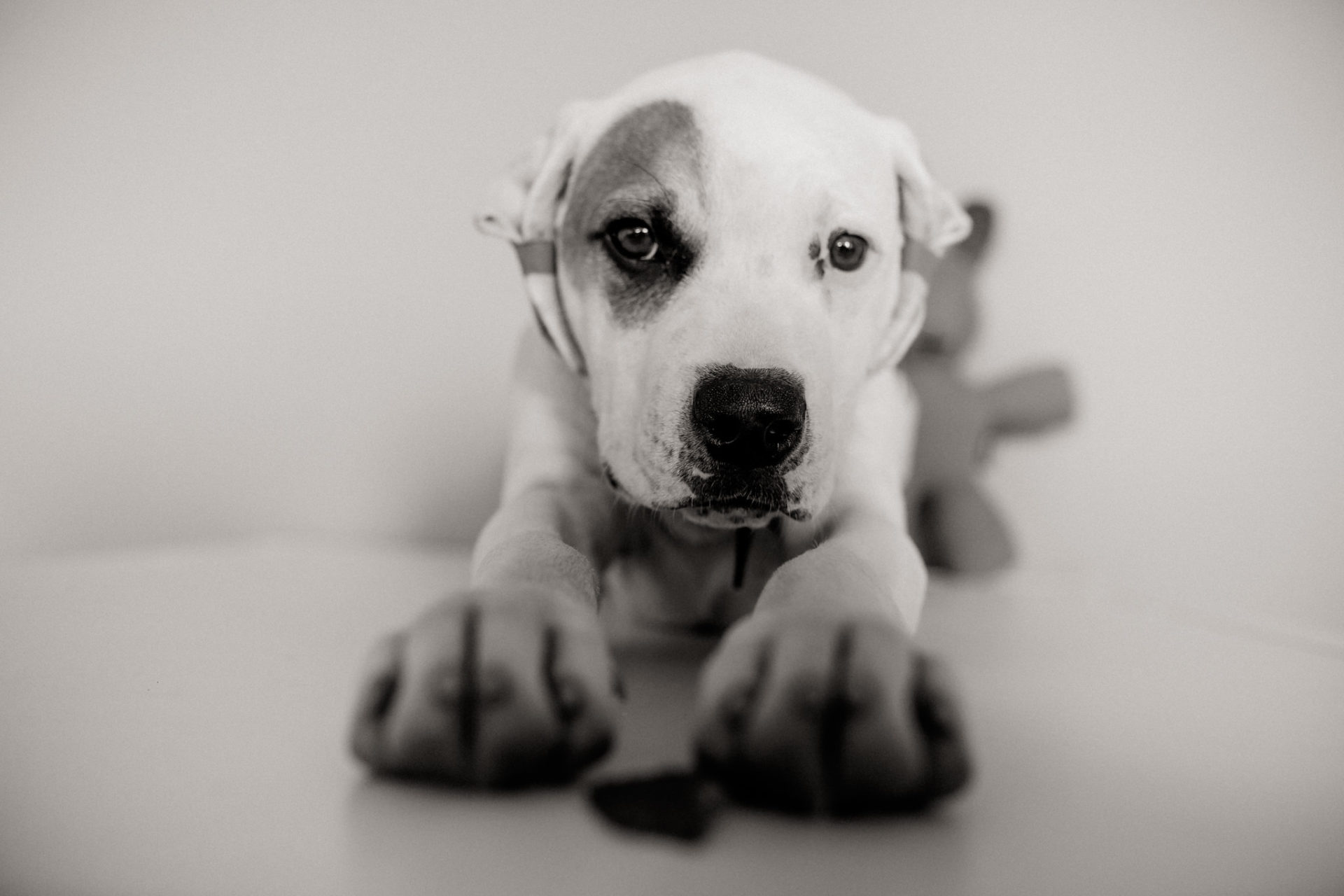 Tierfotograf Hunde Stuttgart-20 Hundefotograf Stuttgart-tierfotos Ludwigsburg-Haustierportraits-american Bulldog Welpe-Proud heroes kennel-welpenerziehung