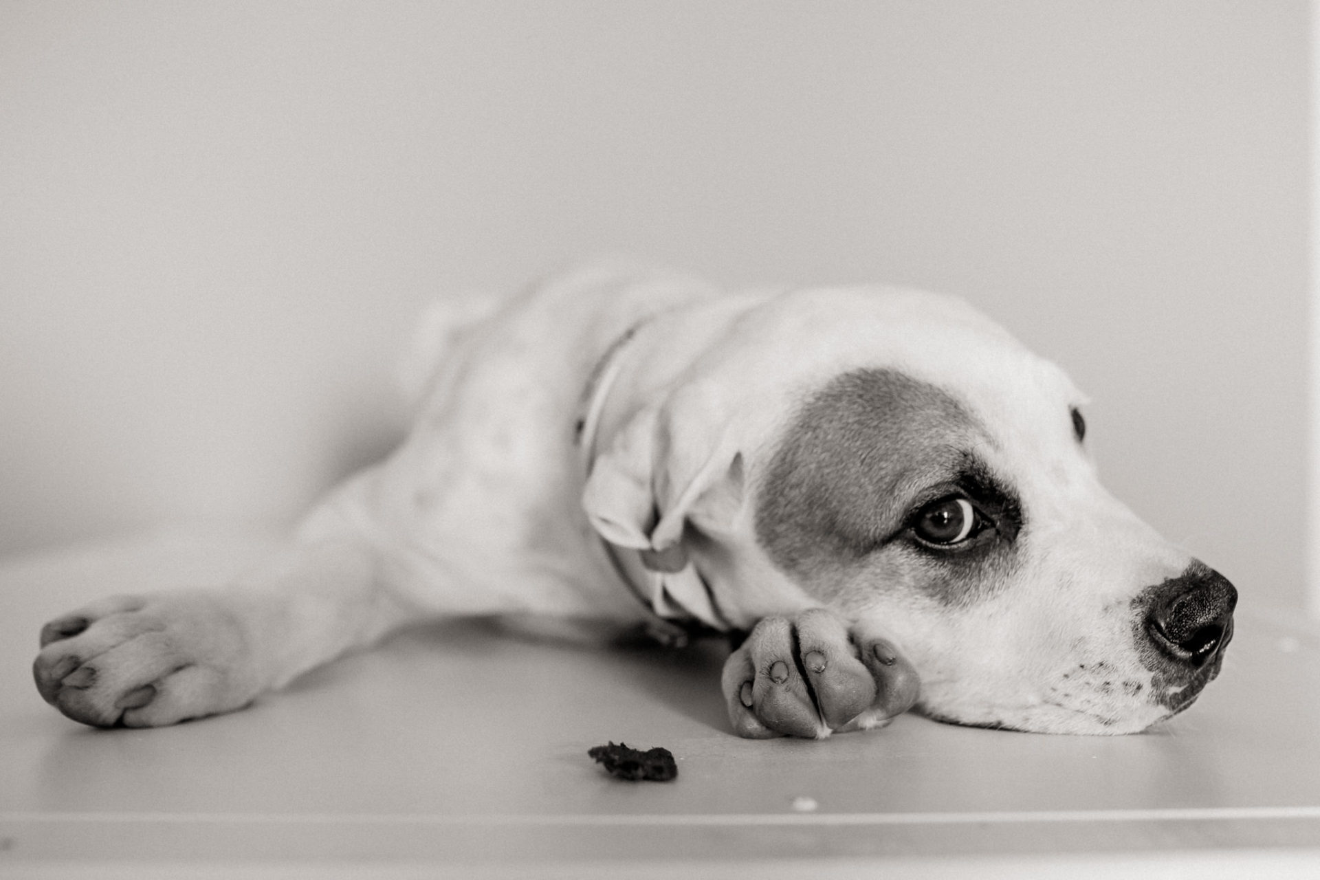 Tierfotograf Hunde Stuttgart-21 Hundefotograf Stuttgart-tierfotos Ludwigsburg-Haustierportraits-american Bulldog Welte-Proud heroes kennel-welpenerziehung