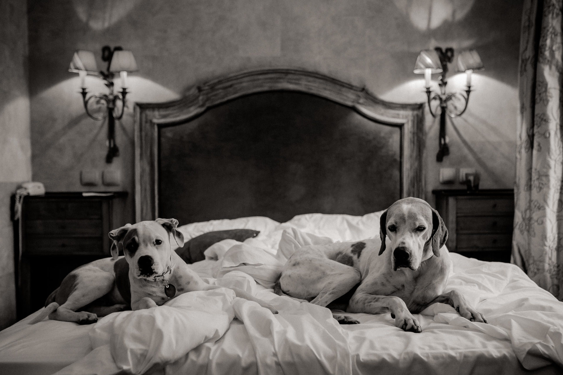 Tierfotograf Hunde Stuttgart-3 Hundefotograf Stuttgart-tierfotos Ludwigsburg-Haustierportraits-Hund im Hotel-Frankreich mit Haustier-reisen mit Hund