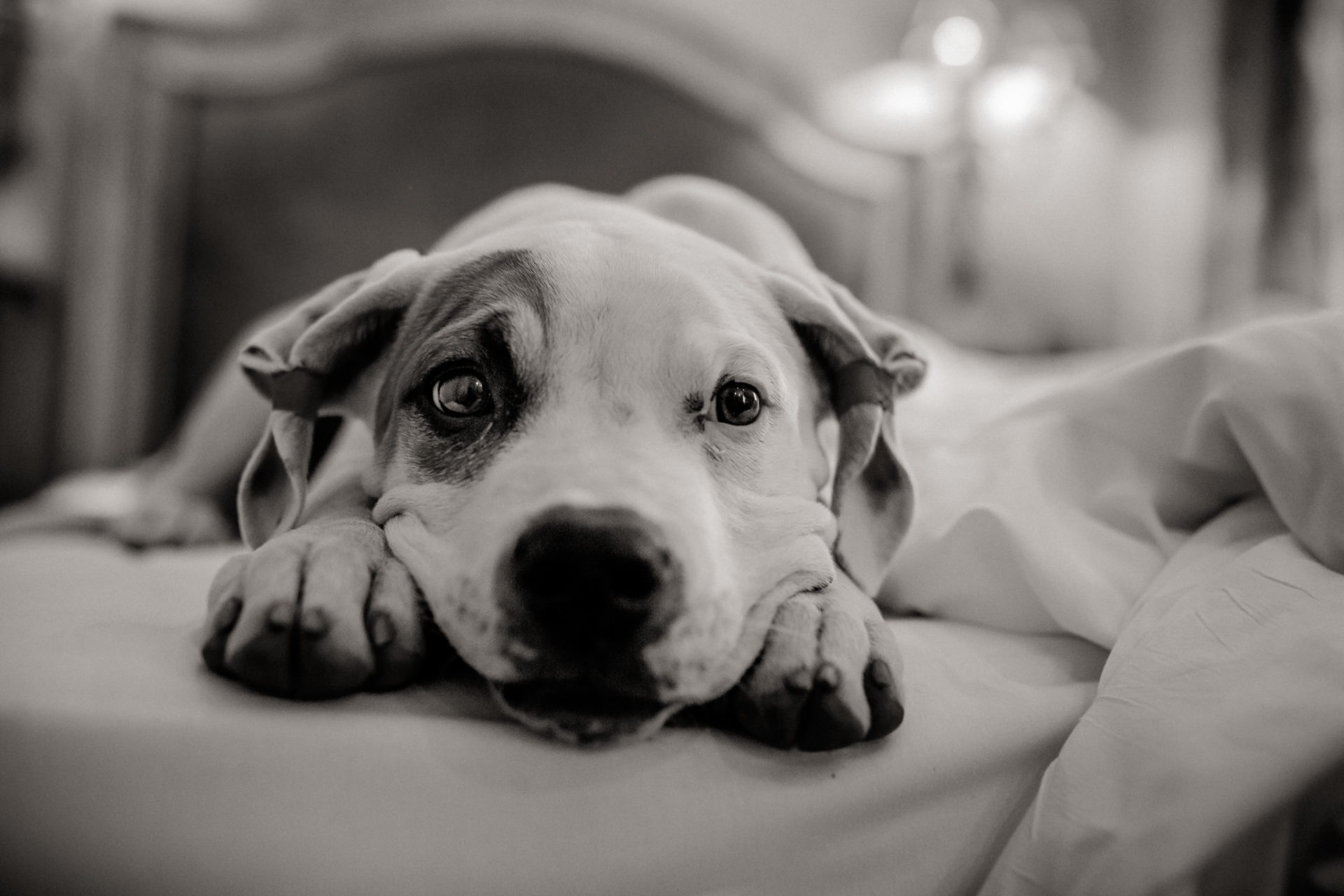 Tierfotograf Hunde Stuttgart-4 Hundefotograf Stuttgart-tierfotos Ludwigsburg-Haustierportraits-Hund im Hotel-Frankreich mit Haustier