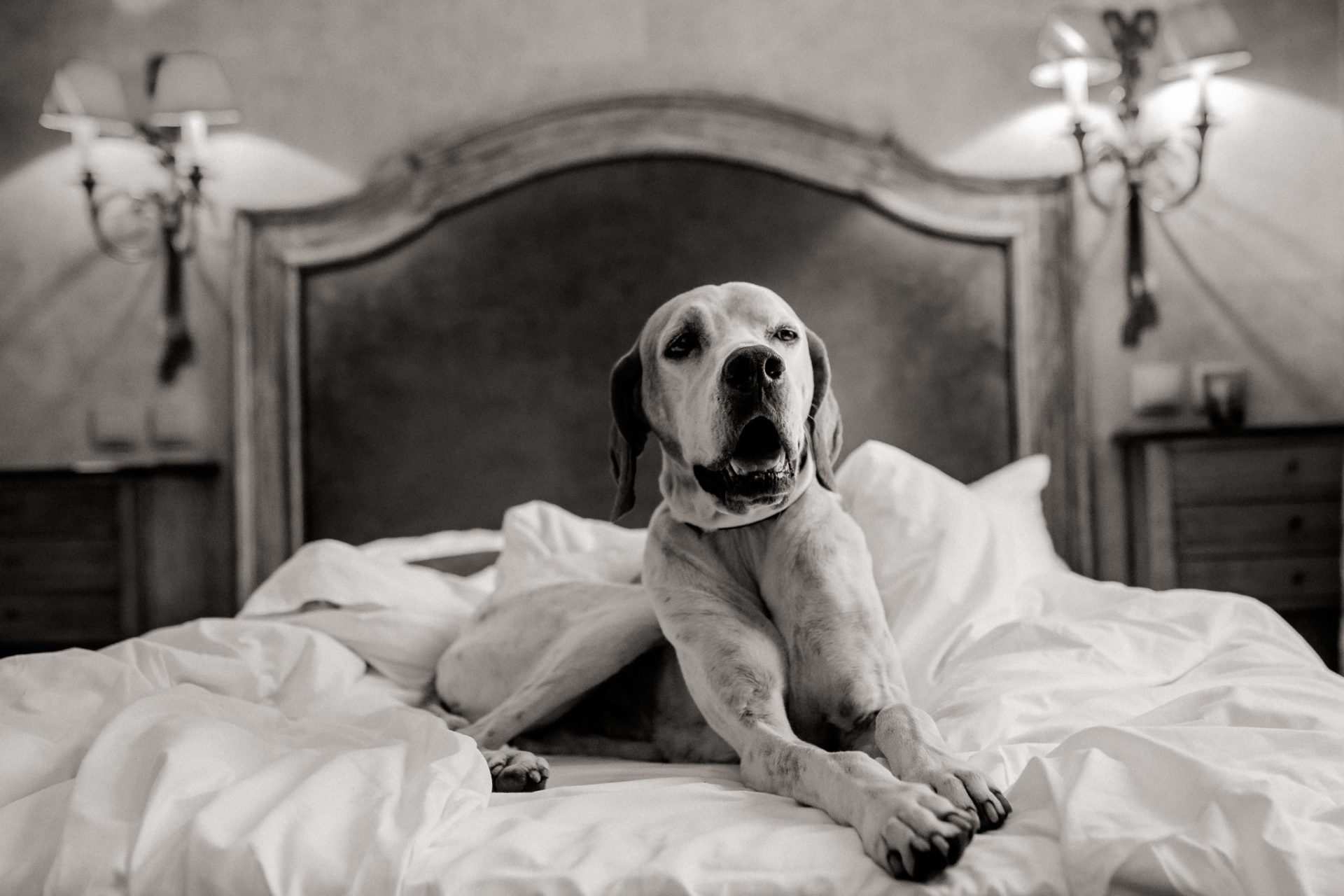 Tierfotograf Hunde Stuttgart-5 Hundefotograf Stuttgart-tierfotos Ludwigsburg-Haustierportraits-Hund im Hotel-Frankreich mit Haustier