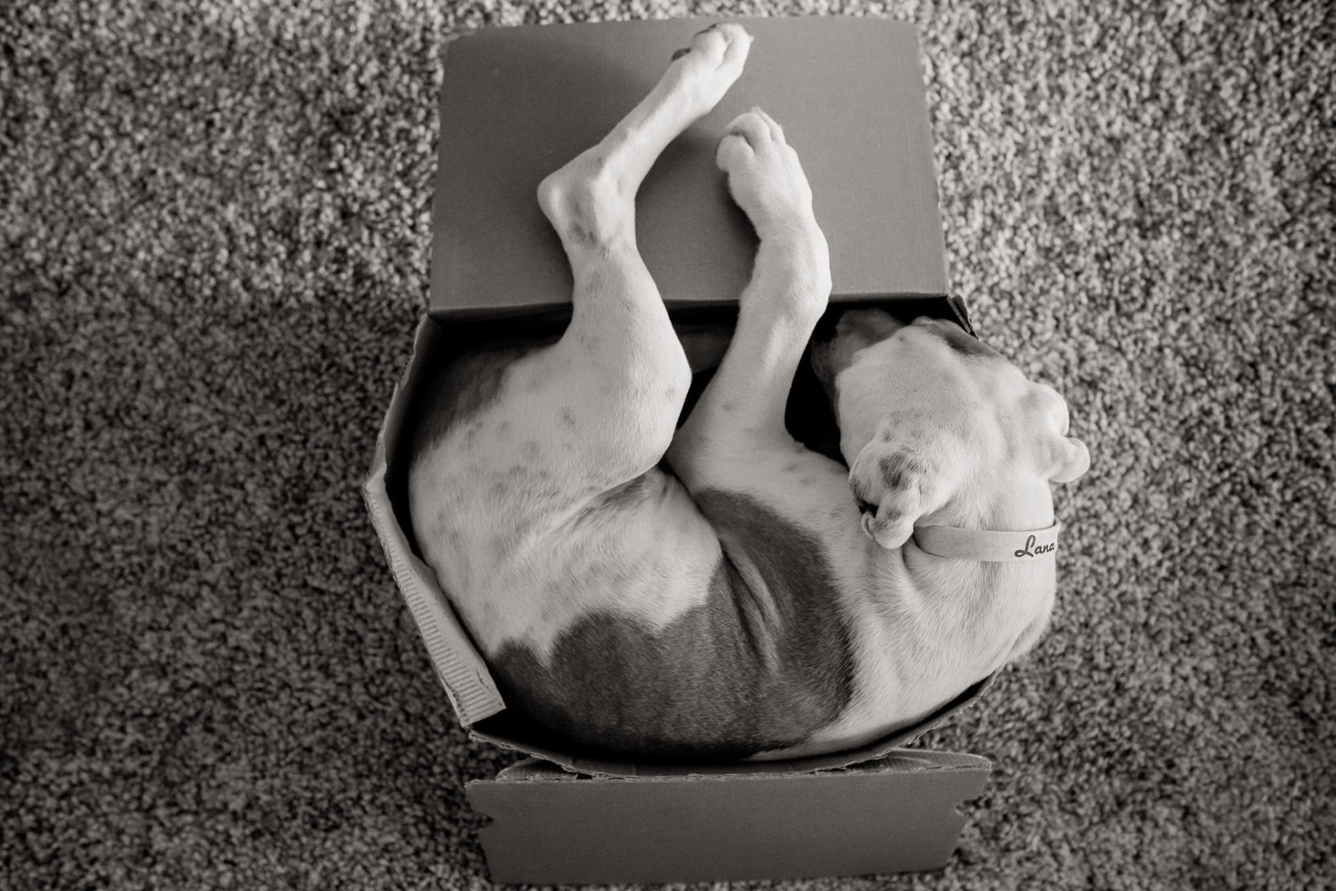 Tierfotograf Hunde Stuttgart-7 Hundefotograf Stuttgart-tierfotos Ludwigsburg-Haustierportraits-welpenspiele-zwei Hunde Besitzer-Hundewelpe gähnen-foodist box-Tierbaby