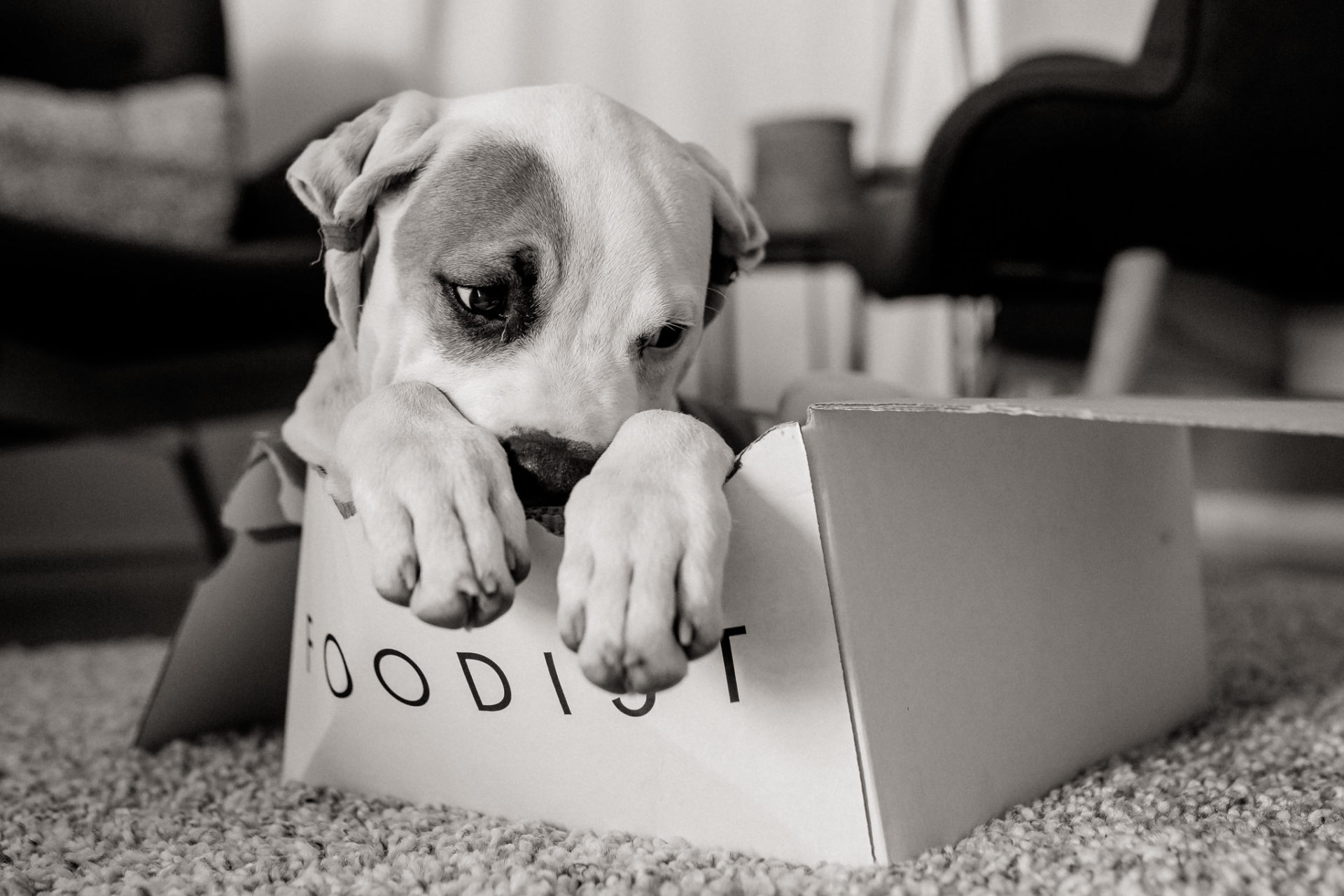 Tierfotograf Hunde Stuttgart-8 Hundefotograf Stuttgart-tierfotos Ludwigsburg-Haustierportraits-welpenspiele-zwei Hunde Besitzer-Hundewelpe gähnen-foodist box-Tierbaby