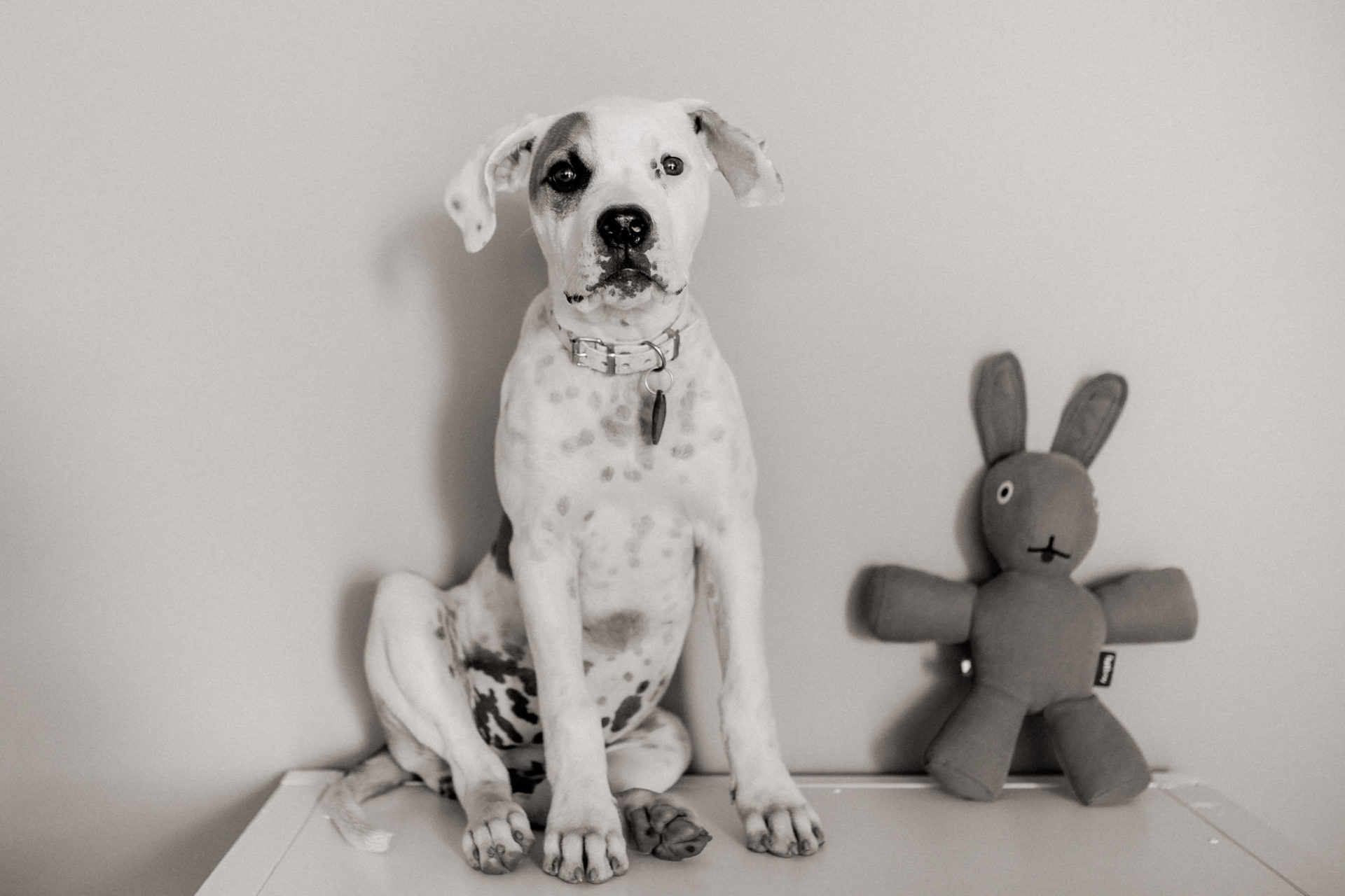 Tierfotograf Stuttgart-Hundefotos-1 Hundefotograf Stuttgart-natürliche haustierportraits-american bulldog Welpe stehohren-Hundeerziehung Welpenalter-Blasenentzündung Welpe