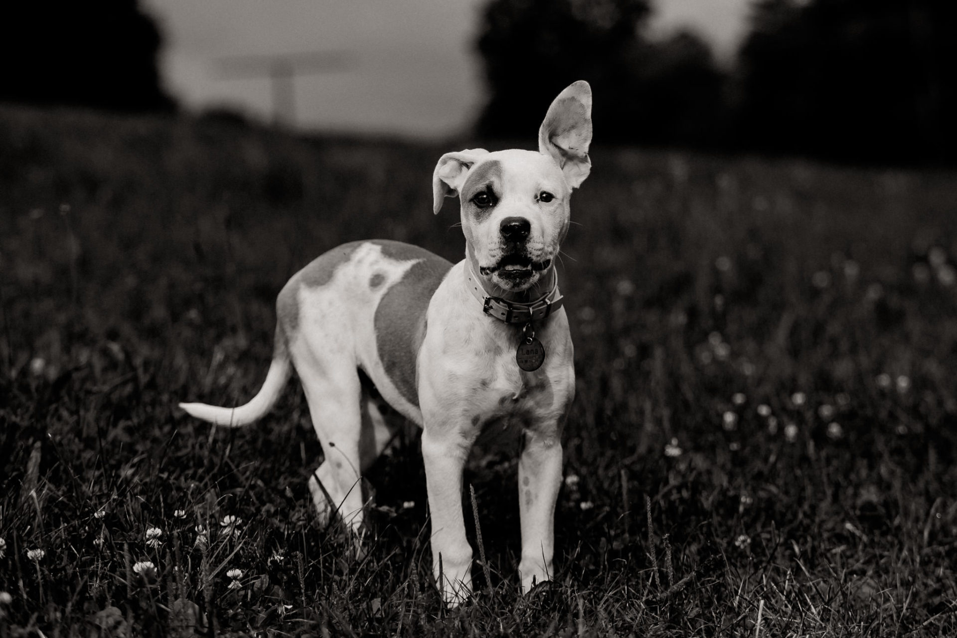 Tierfotograf Stuttgart-Hundefotos-10 Hundefotograf Stuttgart-natürliche haustierportraits-american bulldog Welpe-Hundeerziehung Welpenalter-Stubenrein-training Welpen-zwei Hunde halter