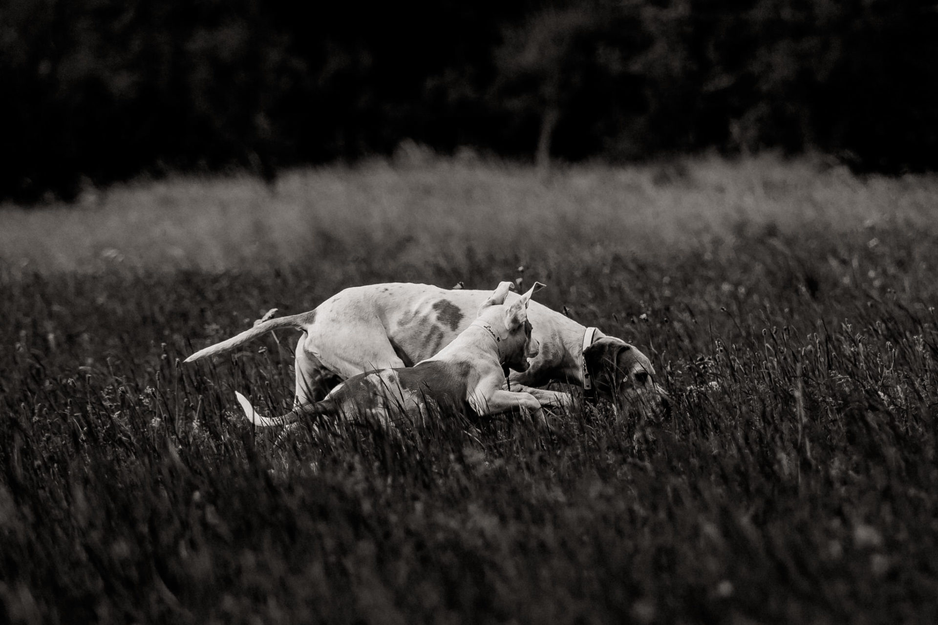 Tierfotograf Stuttgart-Hundefotos-11 Hundefotograf Stuttgart-natürliche haustierportraits-american bulldog Welpe-Hundeerziehung Welpenalter-Stubenrein-training Welpen-zwei Hunde halter