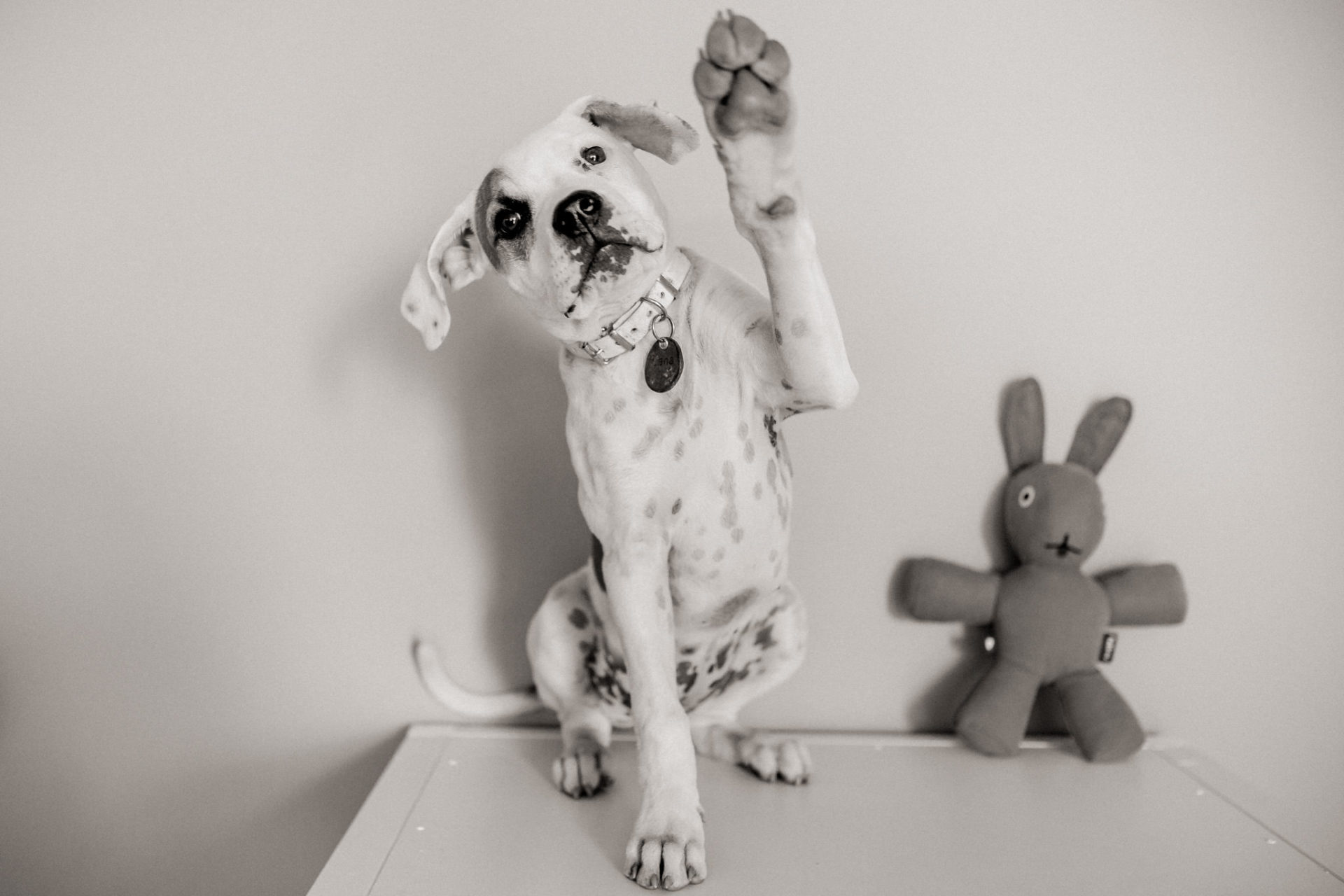 Tierfotograf Stuttgart-Hundefotos-2 Hundefotograf Stuttgart-natürliche haustierportraits-american bulldog Welpe stehohren-Hundeerziehung Wellenalter-Training Welpe