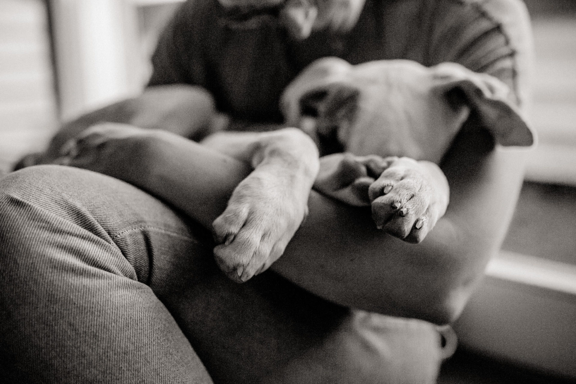 Tierfotograf Stuttgart-Hundefotos-4 Hundefotograf Stuttgart-natürliche haustierportraits-american bulldog Welpe stehohren-Hundeerziehung Welpenalter-Blasenentzündung Welpe
