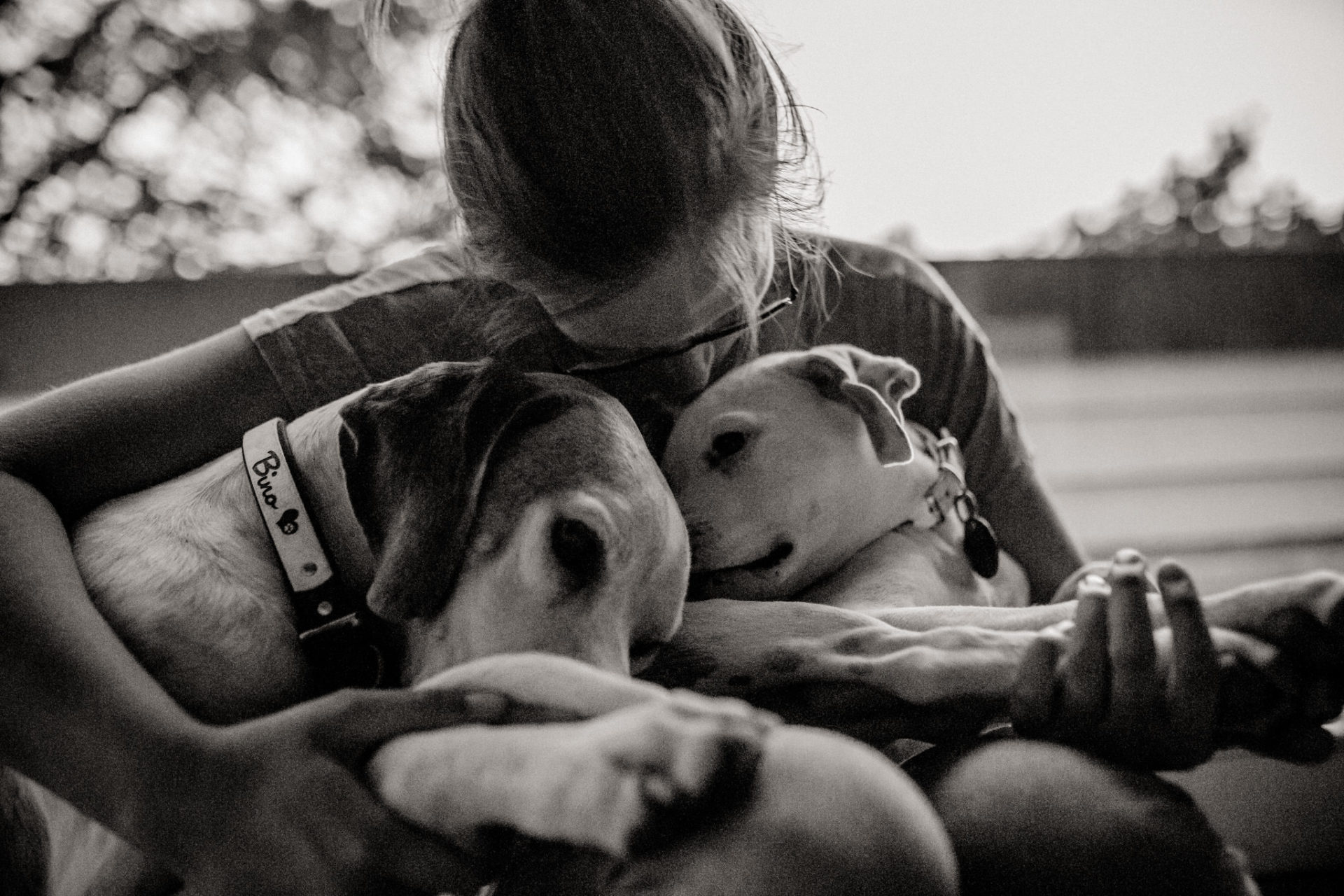 Tierfotograf Stuttgart-Hundefotos-5 Hundefotograf Stuttgart-natürliche haustierportraits-american bulldog Welpe stehohren-Hundeerziehung Welpenalter-Blasenentzündung Welpe