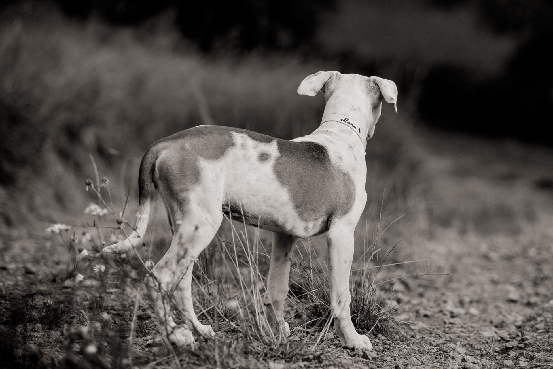 Tierfotograf Stuttgart-Hundefotos-6 Hundefotograf Stuttgart-natürliche haustierportraits-american bulldog Welpe stehohren-Hundeerziehung Welpenalter-Stubenrein-training Welpen