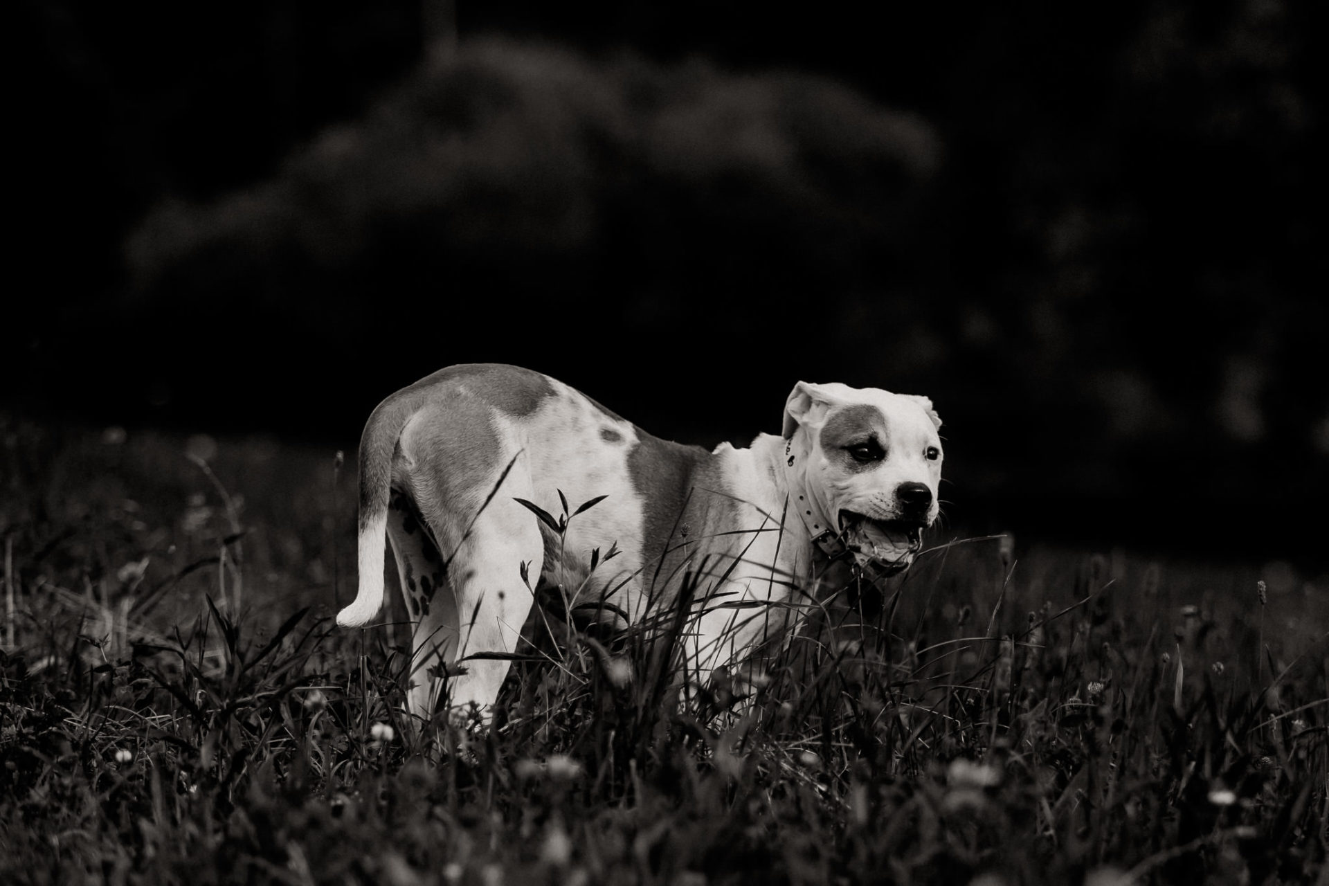 Tierfotograf Stuttgart-Hundefotos-7 Hundefotograf Stuttgart-natürliche haustierportraits-american bulldog Welpe stehohren-Hundeerziehung Welpenalter-Stubenrein-training Welpen