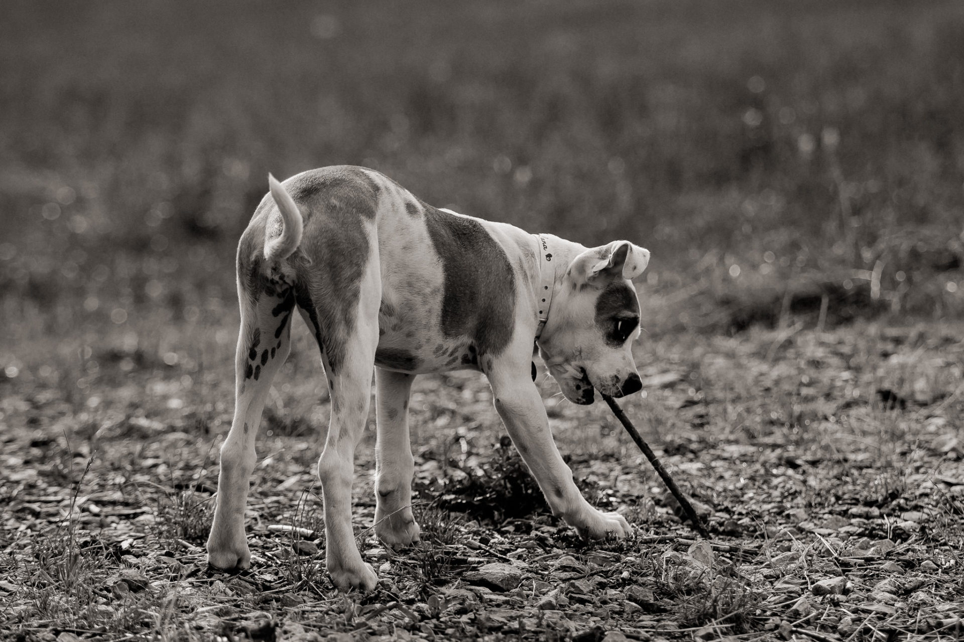 Tierfotograf Stuttgart-Hundefotos-8 Hundefotograf Stuttgart-natürliche haustierportraits-american bulldog Welpe stehohren-Hundeerziehung Welpenalter-Stubenrein-training Welpen