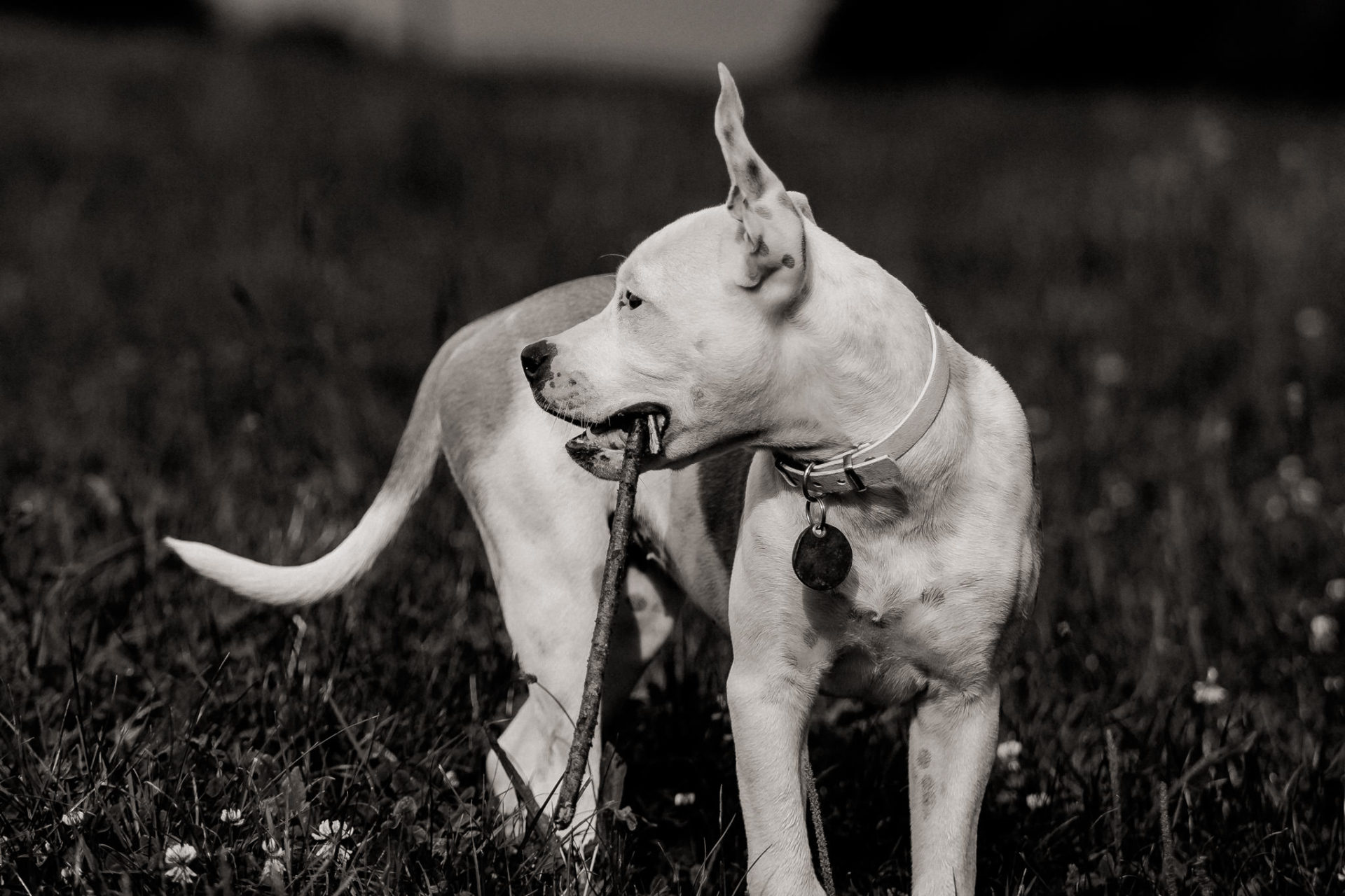Tierfotograf Stuttgart-Hundefotos-9 Hundefotograf Stuttgart-natürliche haustierportraits-american bulldog Welpe stehohren-Hundeerziehung Welpenalter-Stubenrein-training Welpen