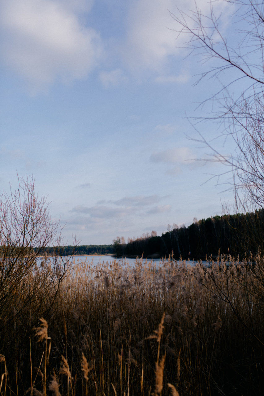 berlin mit Hund-Schwimmen am See-Sanddünen-erholung