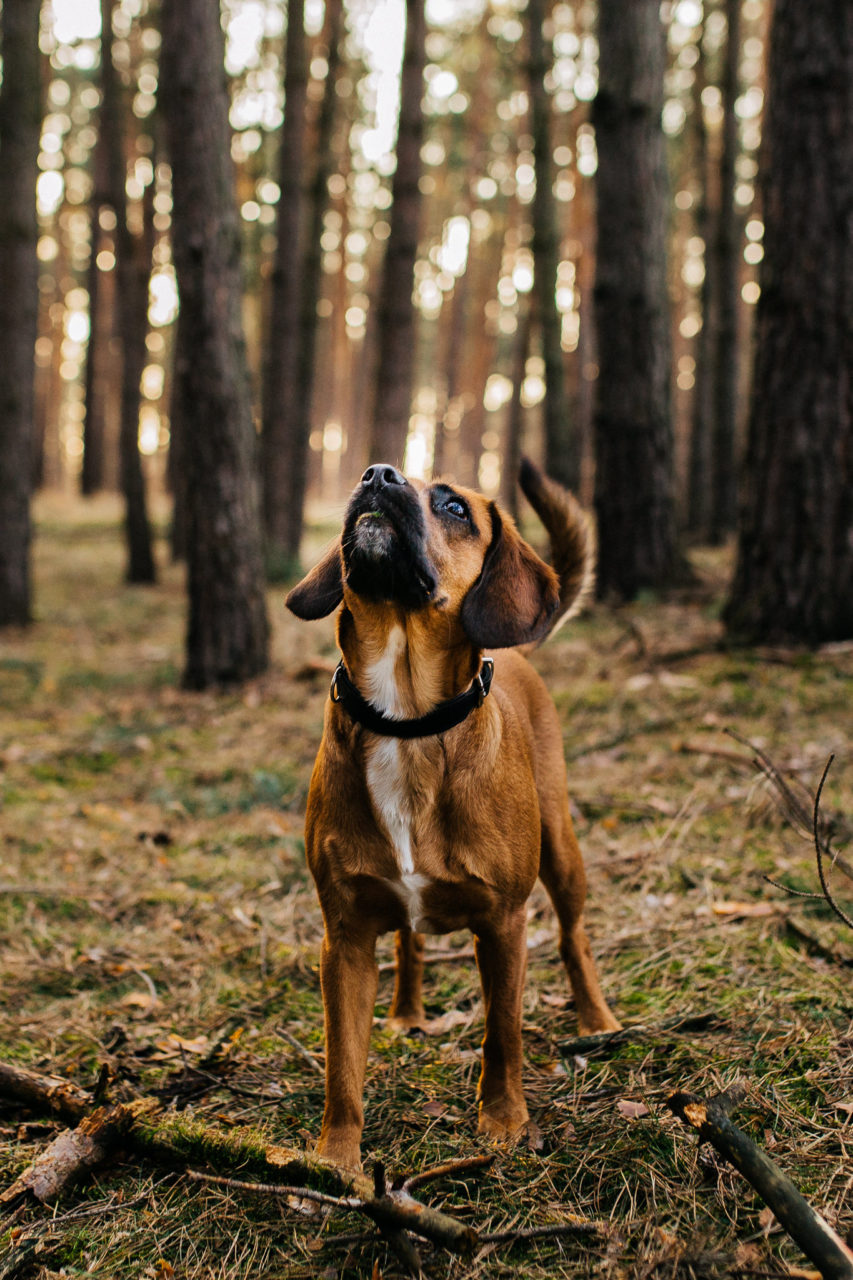 Berlin mit Hund-Naherholung Brandenburg-Baggersec mit Hund-Ausflug ins Grüne-Hundespaziergang am Wasser