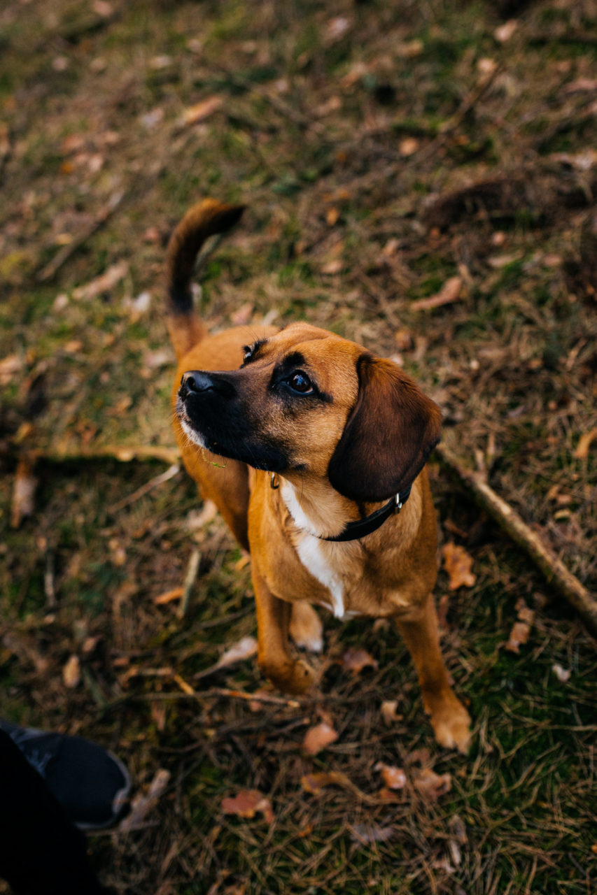 Berlin mit Hund-Naherholung Brandenburg-Baggersec mit Hund-Ausflug ins Grüne-Hundespaziergang am Wasser