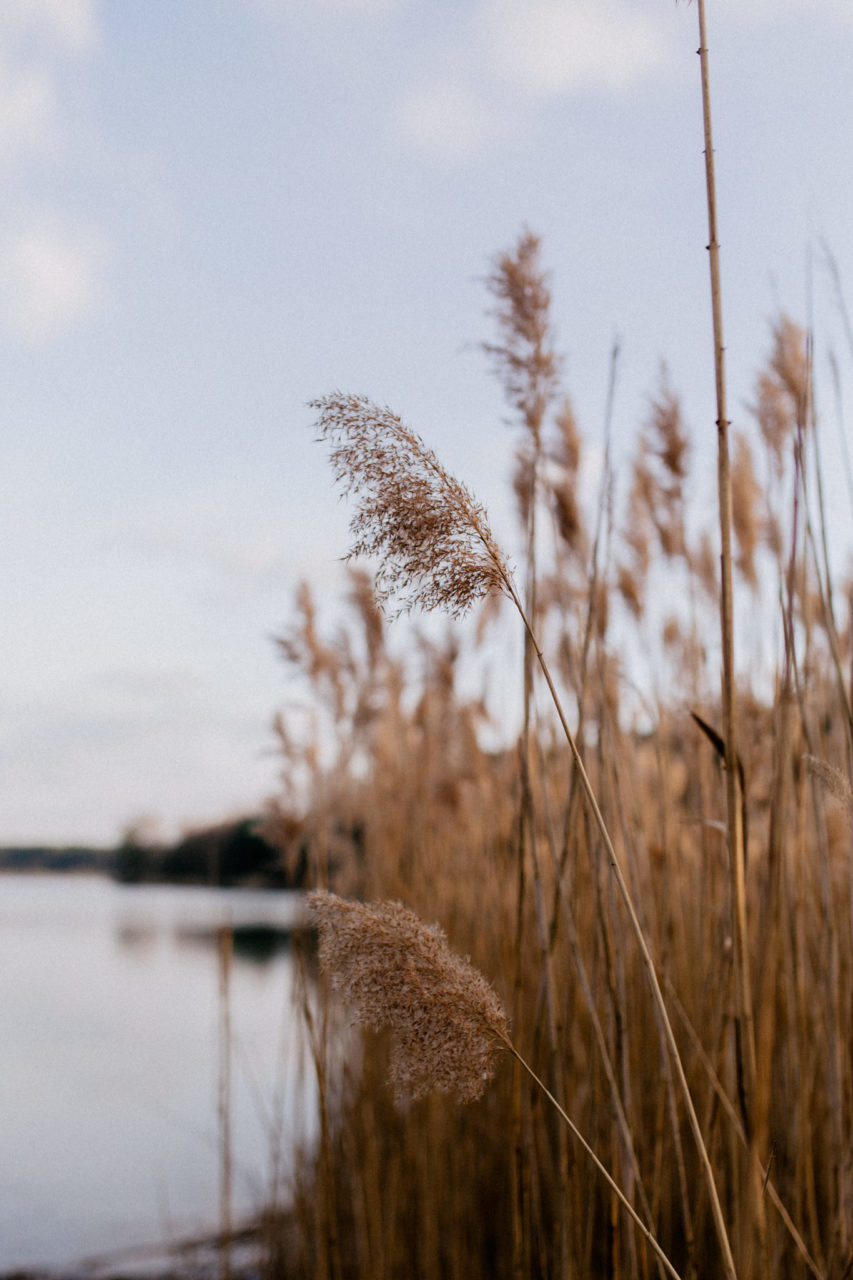 berlin mit Hund-Schwimmen am See-Sanddünen-erholung