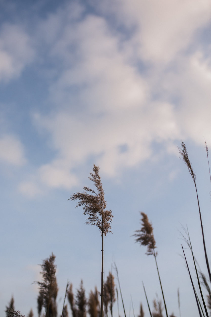 berlin mit Hund-Schwimmen am See-Sanddünen-erholung