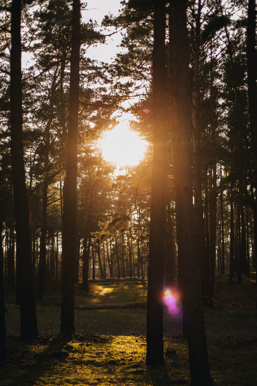 berlin mit Hund-Schwimmen am See-Sanddünen-erholung-nadelwald-Brandenburger Wälder-norddeutschland