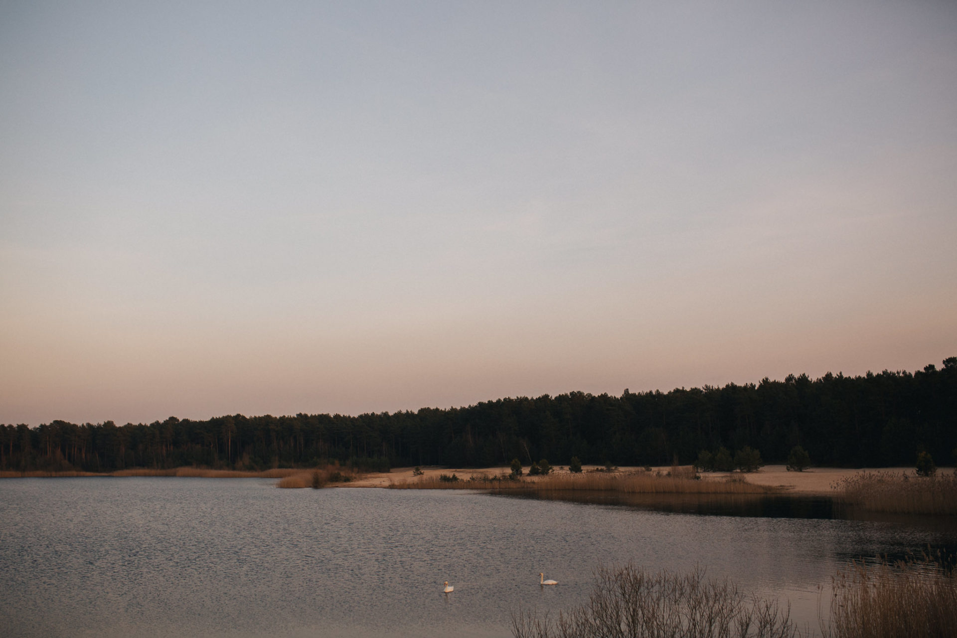berlin mit Hund-Schwimmen am See-Sanddünen-erholung