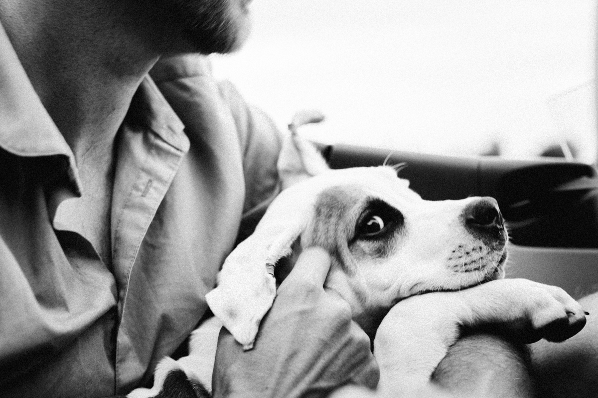 cabrio-5 dog photographer stuttgart-pets portraits-natural animal photos-porsche 911 dog-cute puppy