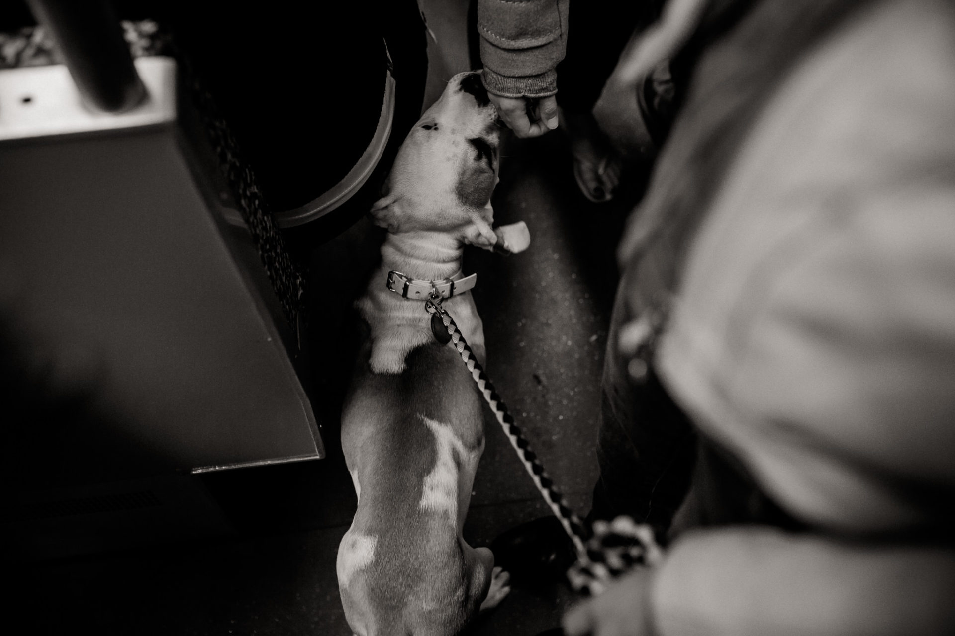 großstadteben mit welpe-familienfotograf berlin-american bulldog welpe-hundefotograf-hunde berliner ubahn