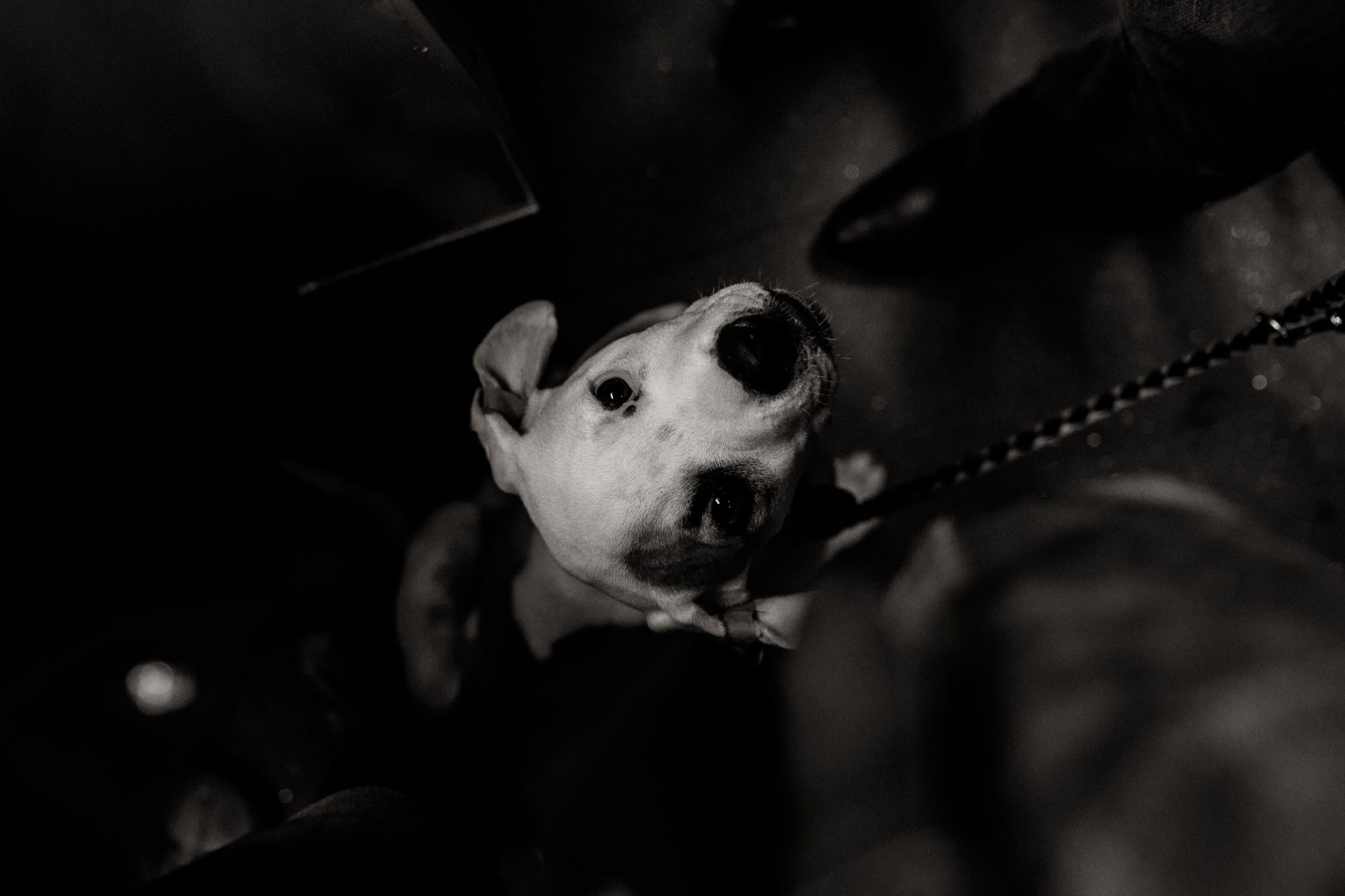 großstadteben mit welpe-familienfotograf berlin-american bulldog welpe-hundefotograf-hunde berliner ubahn