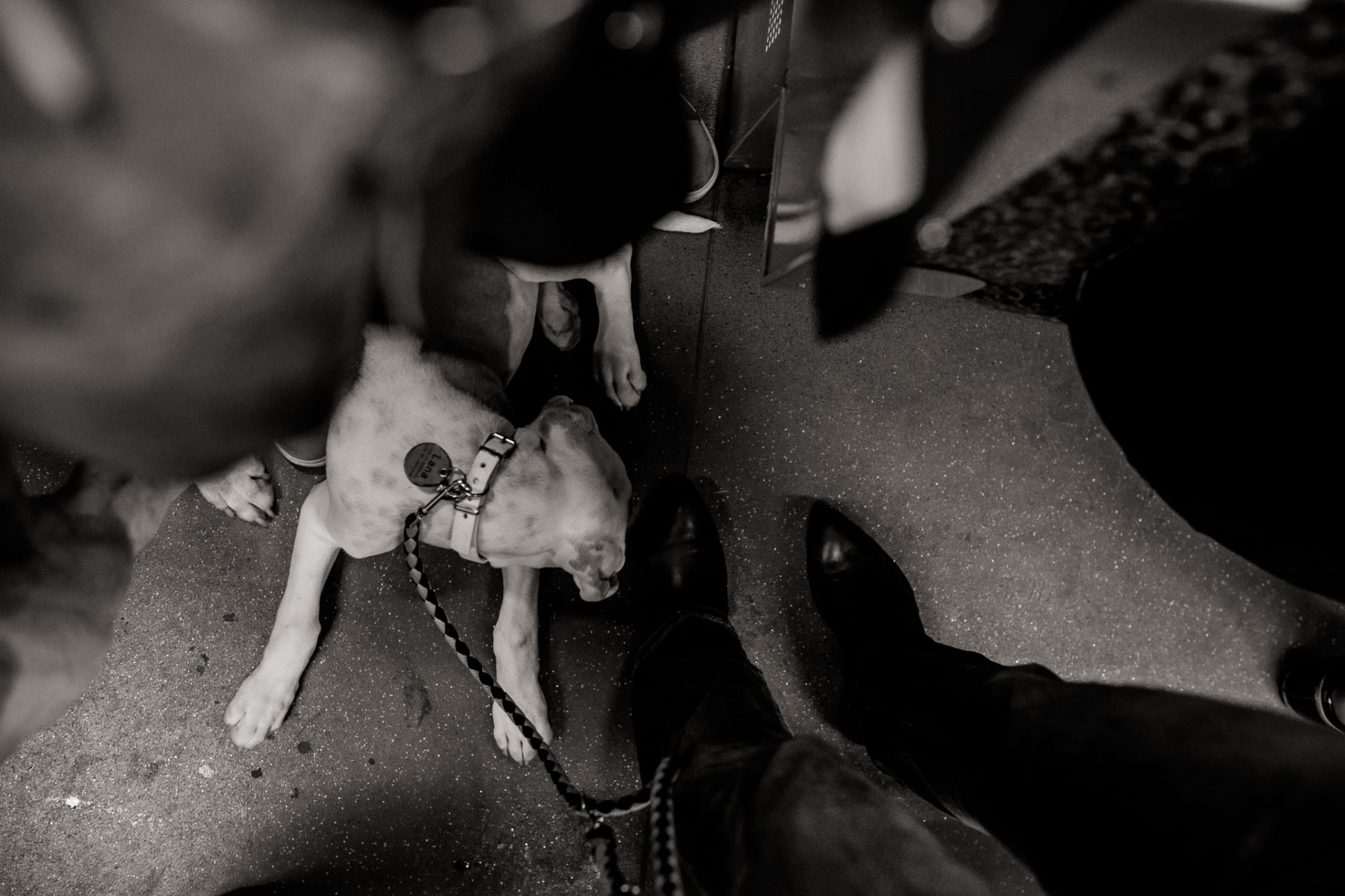 großstadteben mit welpe-familienfotograf berlin-american bulldog welpe-hundefotograf-hunde berliner ubahn