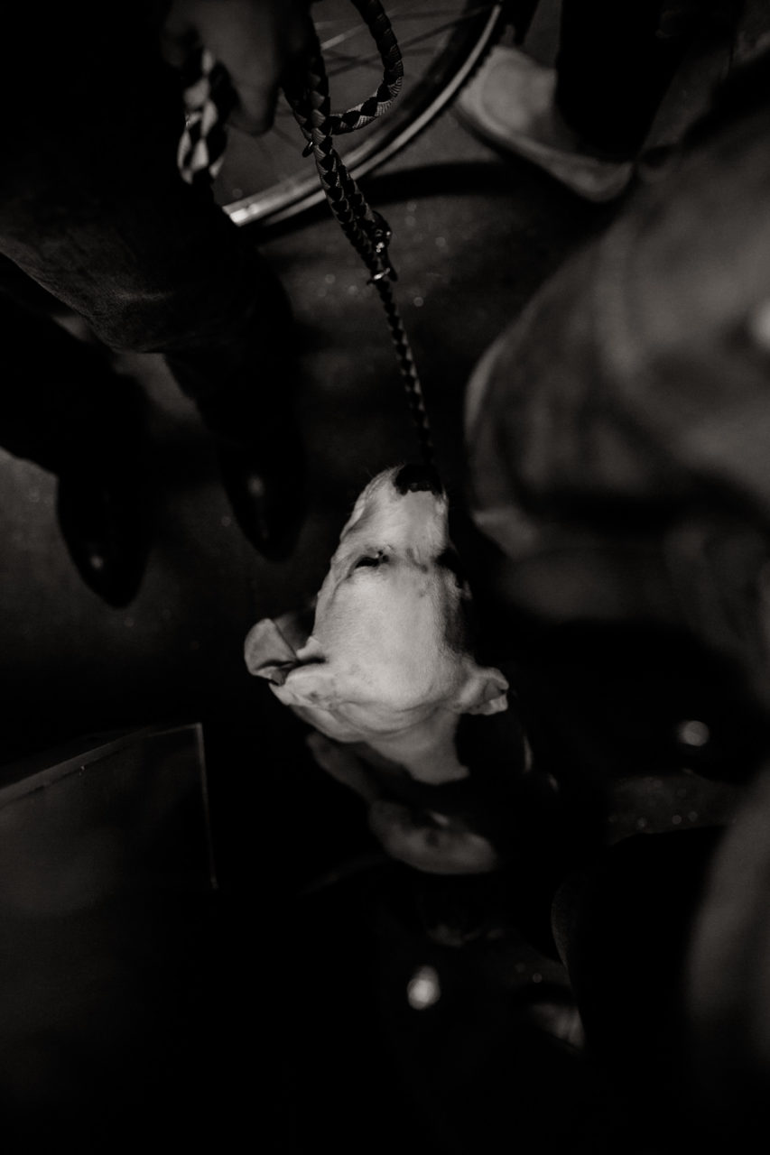 großstadteben mit welpe-familienfotograf berlin-american bulldog welpe-hundefotograf-hunde berliner ubahn