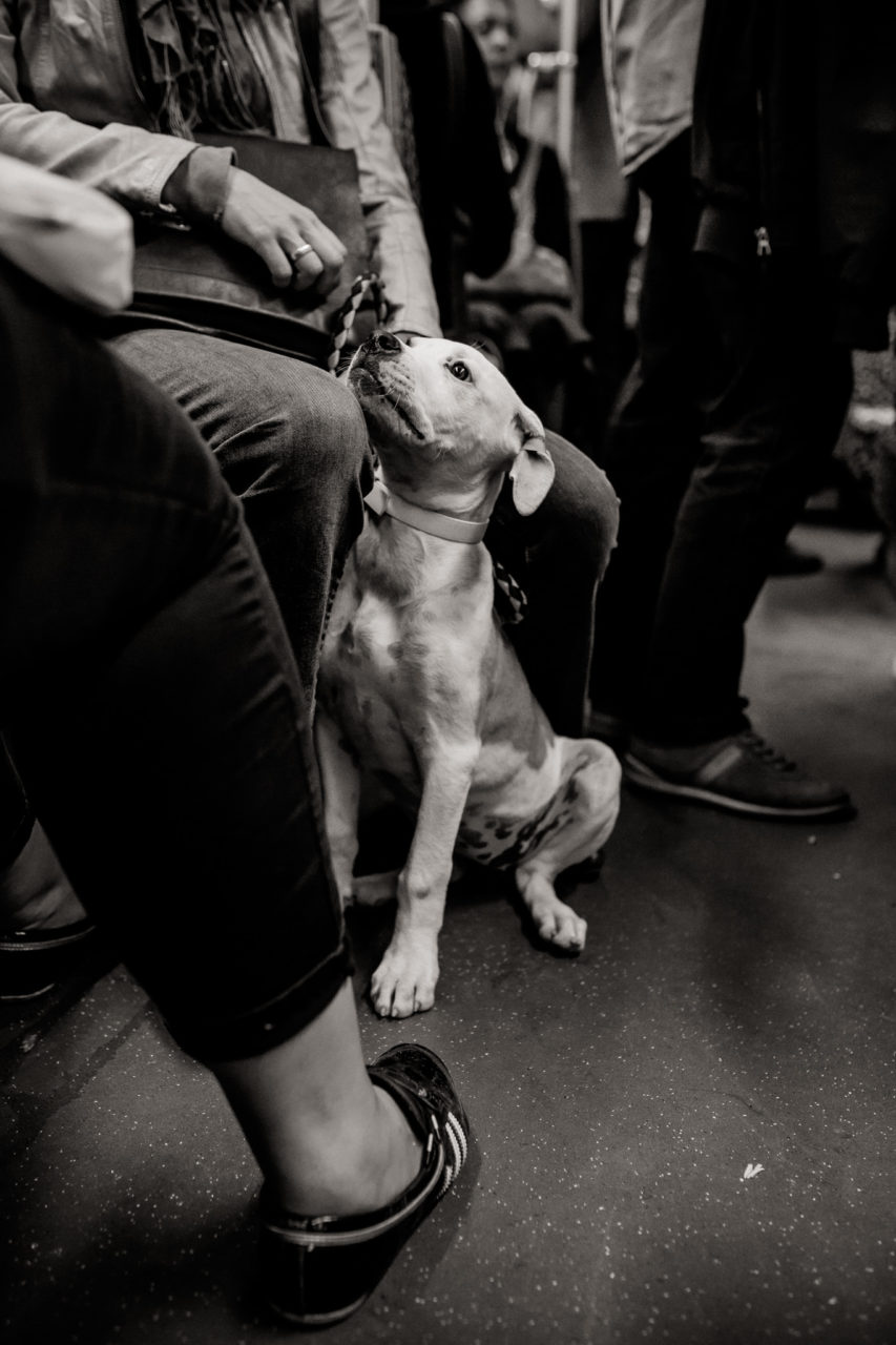 großstadteben mit welpe-familienfotograf berlin-american bulldog welpe-hundefotograf-hunde berliner ubahn