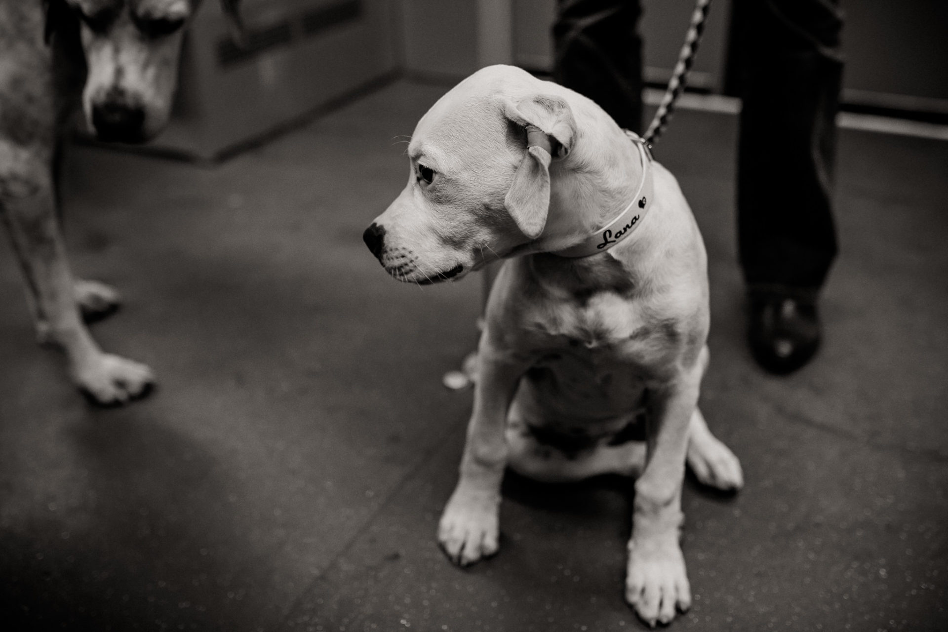 großstadteben mit welpe-familienfotograf berlin-american bulldog welpe-hundefotograf-hunde berliner ubahn