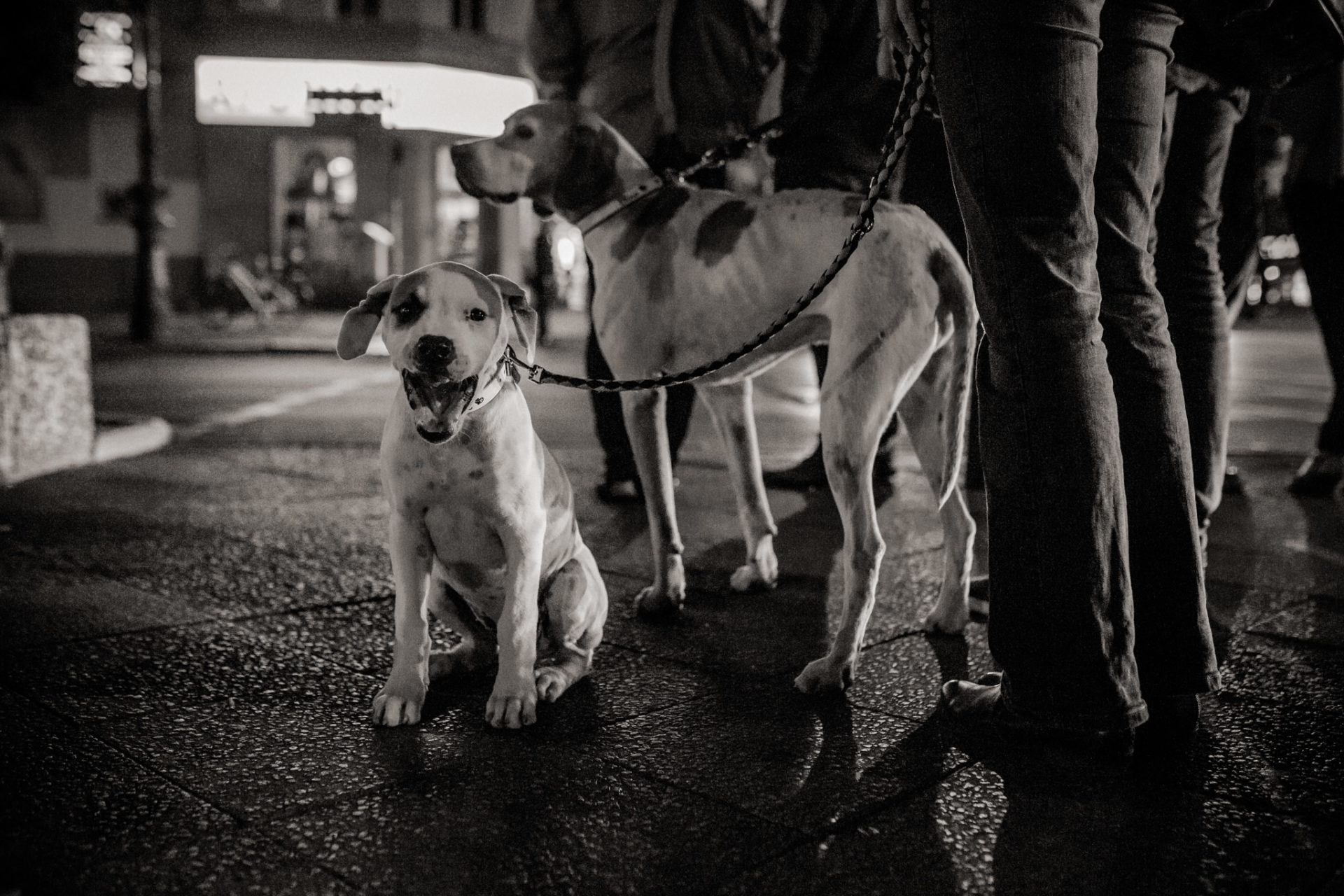 großstadteben mit welpe-familienfotograf berlin-american bulldog welpe-hundefotograf-hunde berliner ubahn