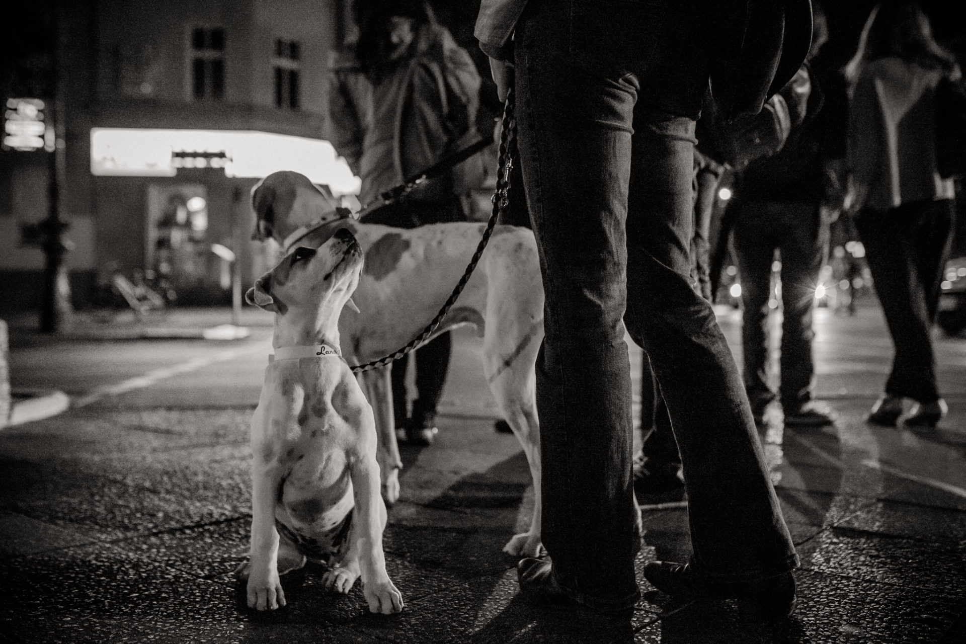 großstadteben mit welpe-familienfotograf berlin-american bulldog welpe-hundefotograf-hunde berliner ubahn