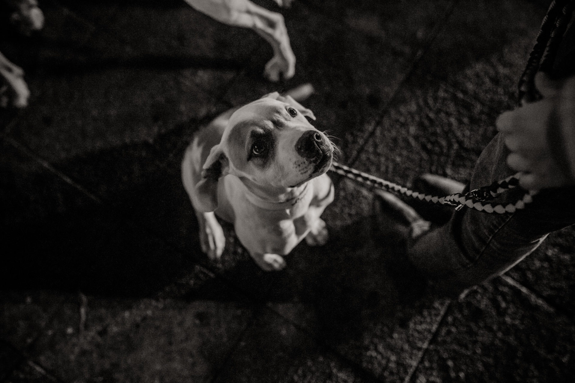 großstadteben mit welpe-familienfotograf berlin-american bulldog welpe-hundefotograf-hunde berliner ubahn