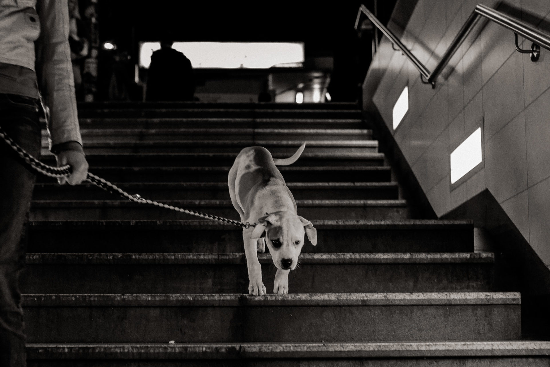 großstadteben mit welpe-familienfotograf berlin-american bulldog welpe-hundefotograf-hunde berliner ubahn