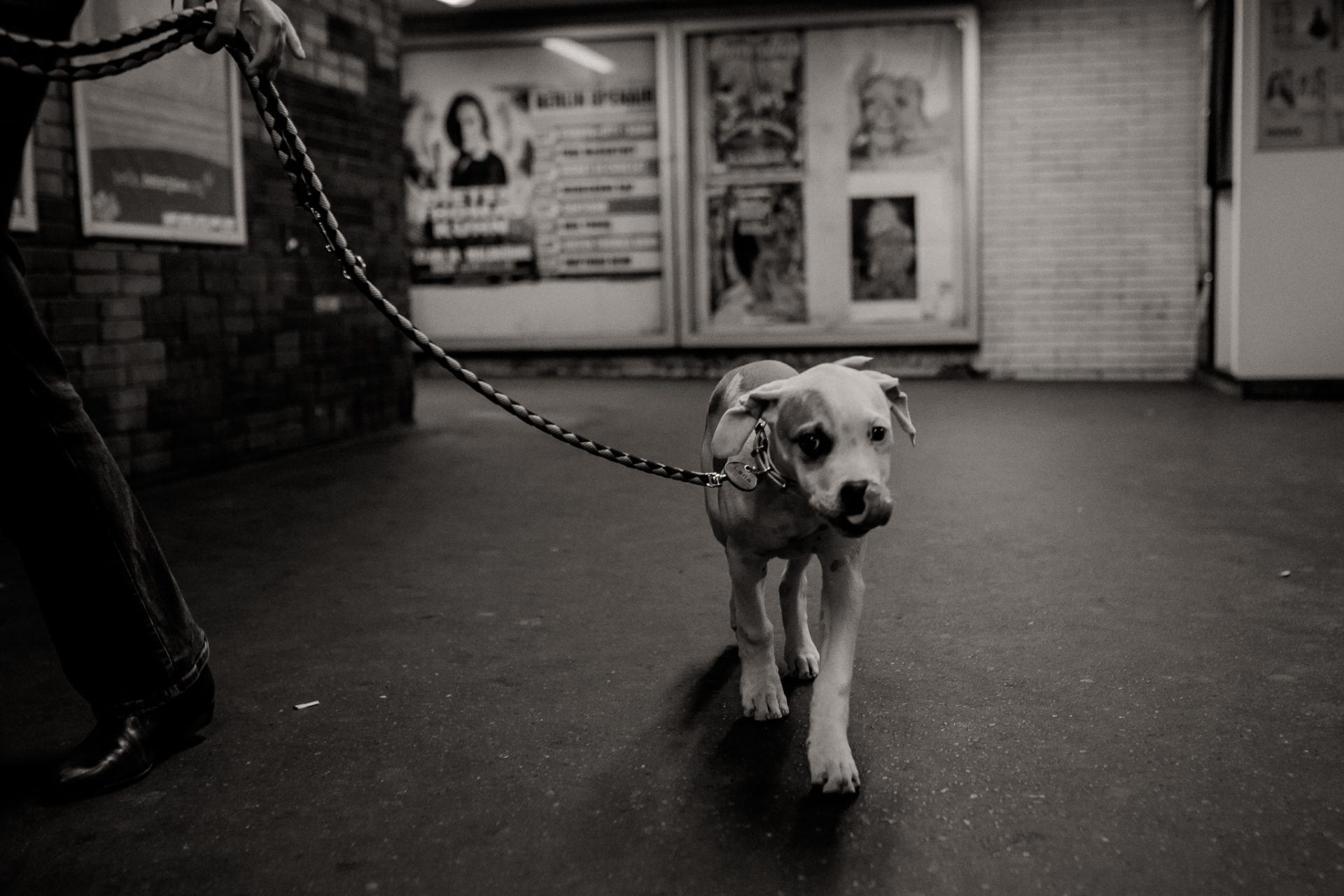 großstadteben mit welpe-familienfotograf berlin-american bulldog welpe-hundefotograf-hunde berliner ubahn