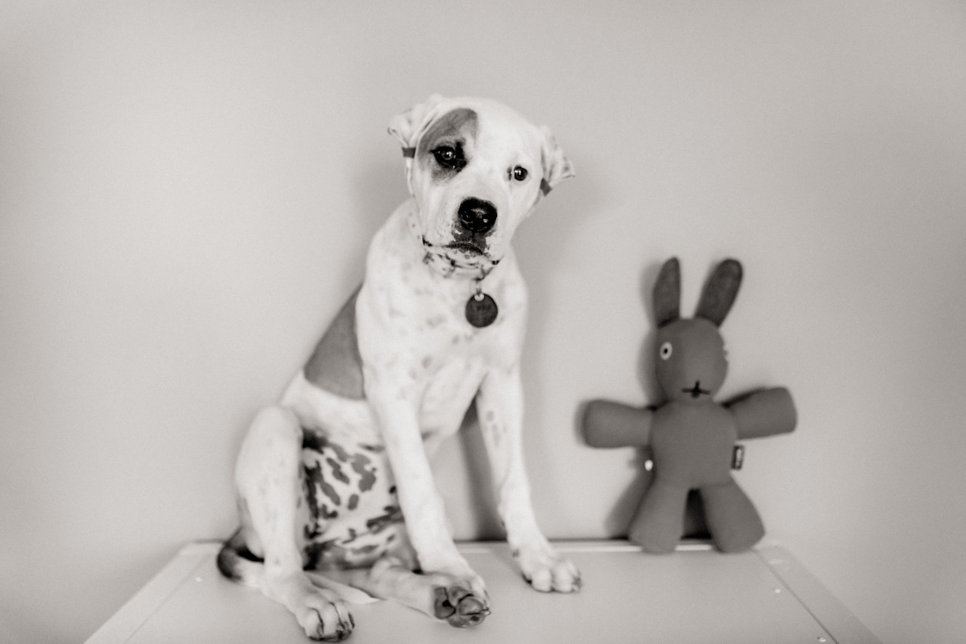 Tierfotograf Stuttgart-Hundeportraits-1