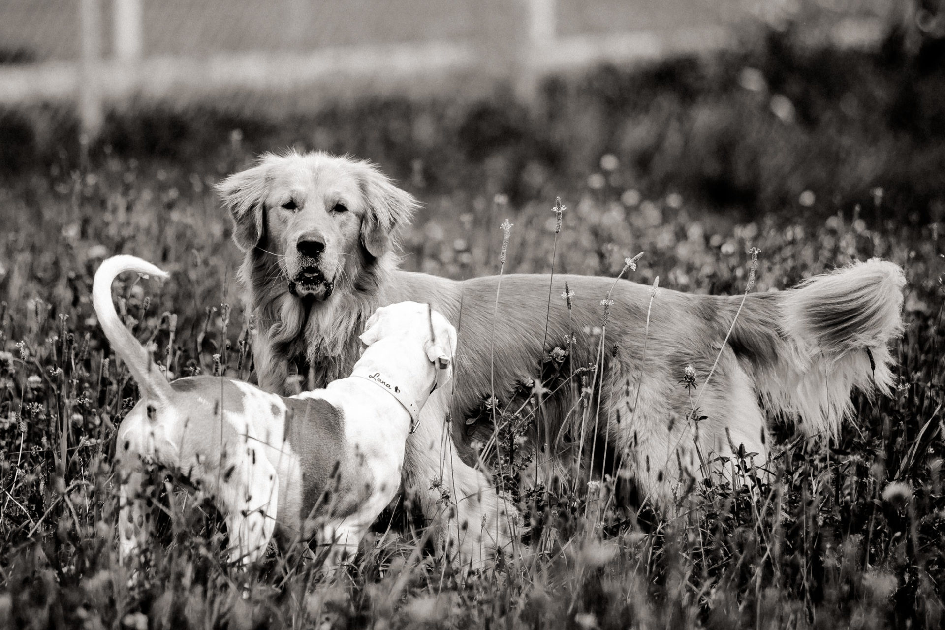 Tierfotograf Stuttgart-Hundeportraits-10