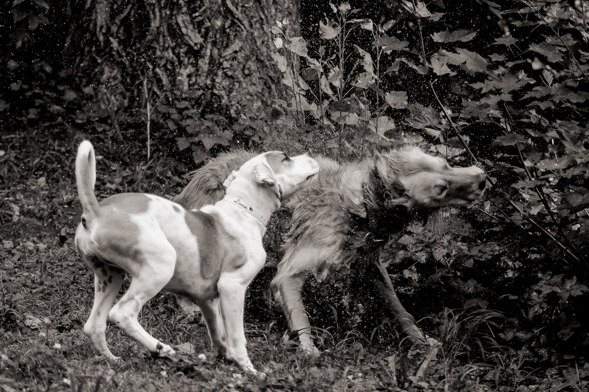 Tierfotograf Stuttgart-Hundeportraits-11