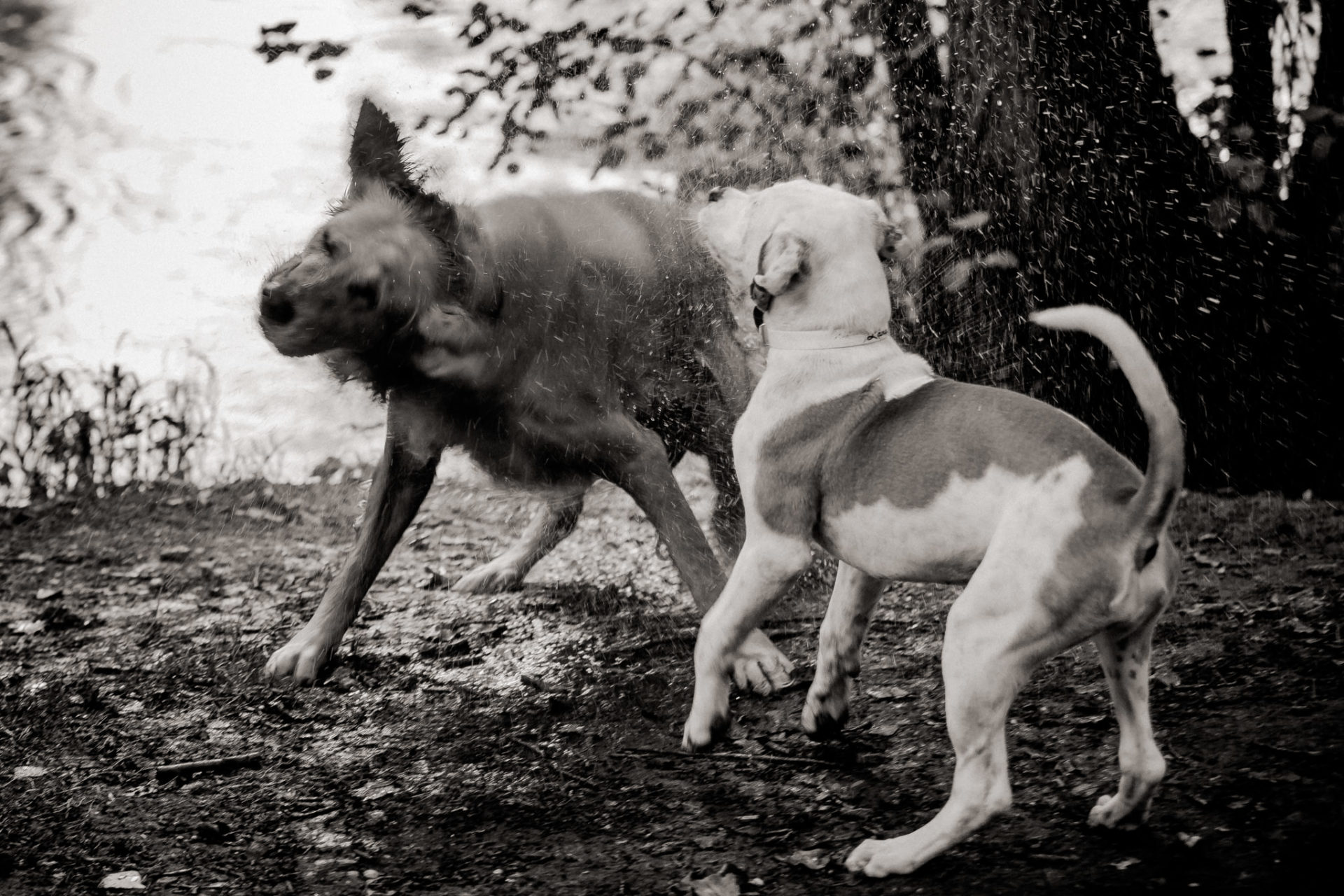 Tierfotograf Stuttgart-Hundeportraits-12